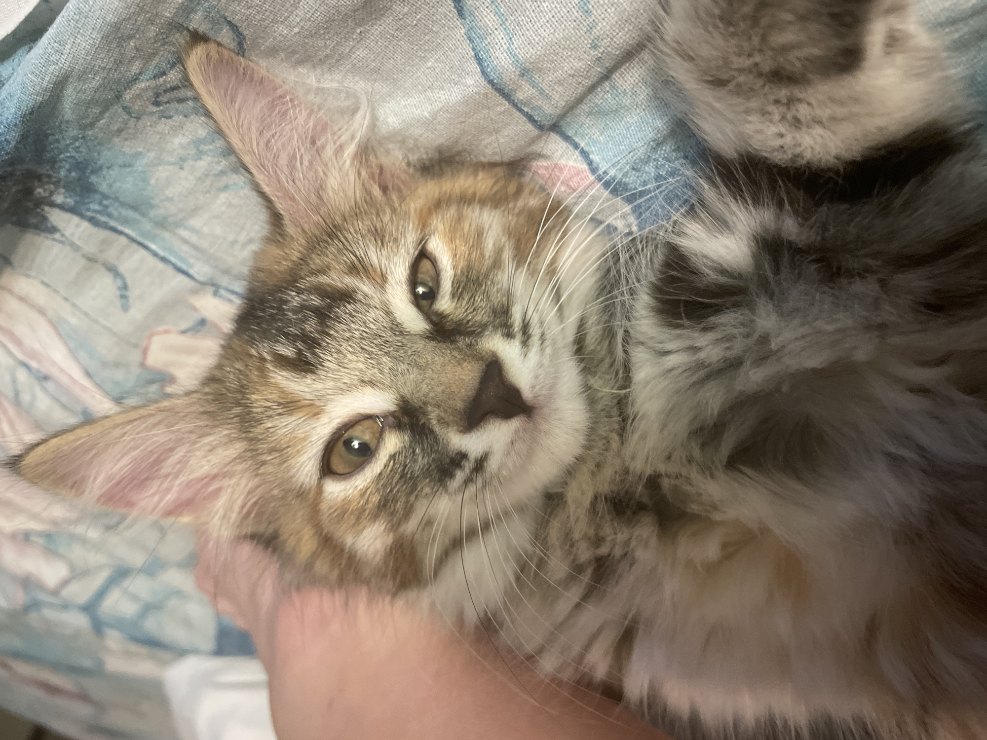 A domestic cat, with long, fluffy fur in shades of brown, gray, and white, lies on its back on a patterned blue and white bedsheet. The cat's head is tilted slightly to the left, and its eyes are open, with one eye visible in its entirety and the other partially obscured. A human hand, appearing to be gently petting the cat's head, is visible in the upper right portion of the frame. The background consists of the bedsheet, which has a faint floral or abstract pattern. The lighting appears to be natural, coming from above and to the right. There is no indication of the cat's location within a city.