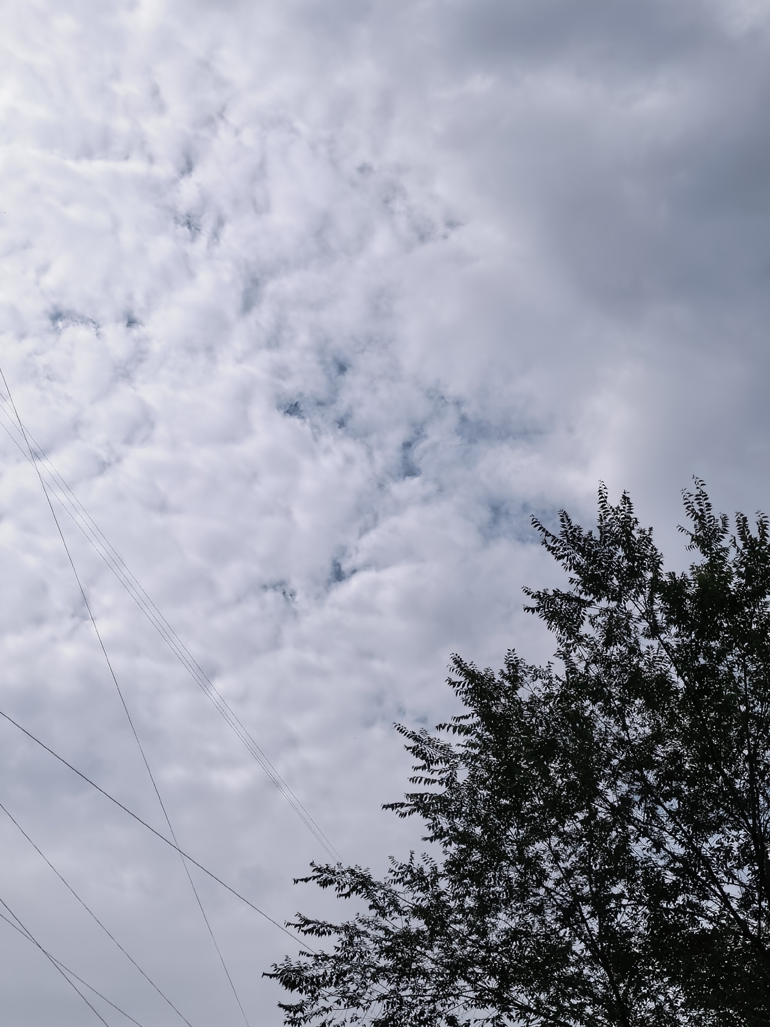 The image shows a cloudy sky with a tree silhouetted in the lower right corner. Several power lines crisscross the sky. The scene appears to be an outdoor urban environment.