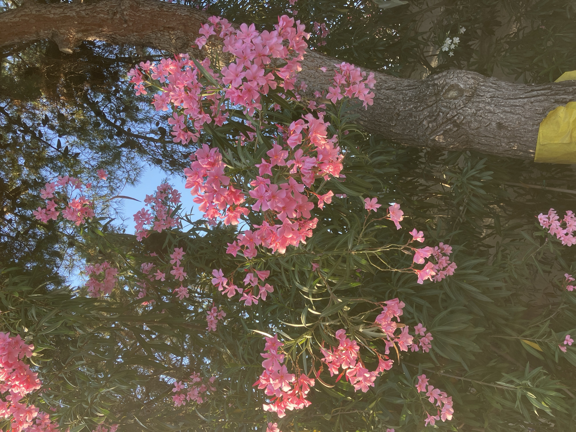 A vibrant outdoor scene features a dense cluster of pink flowers, identified as *Nerium oleander*, with their characteristic five-petaled blooms and long, narrow dark green leaves. These flowers are abundant, dominating the left, top, and central portions of the image, and cascade towards the right. A prominent tree trunk with rough, deeply furrowed grey-brown bark runs vertically along the right side of the frame, partially obscured by the flowering shrub. Patches of clear blue sky are visible through the foliage in the upper section. The scene is illuminated by warm, directional sunlight, creating highlights on the flowers and leaves. A piece of bright yellow material, resembling a plastic tarp or fabric, is wrapped around the base of the tree trunk. In the background, behind the main subjects, dark green foliage and small clusters of white flowers are visible. No human or animal subjects are present. The location is the city of Unknown, Unknown.