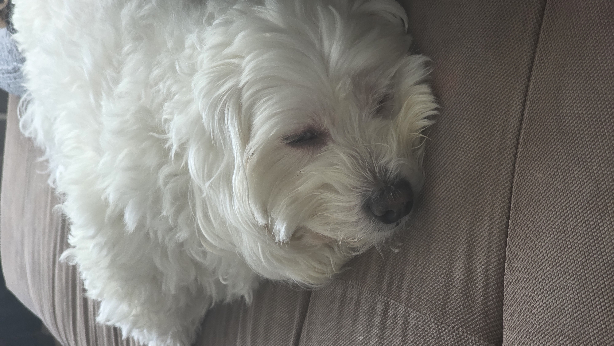 A small, white, fluffy dog is sleeping on a brown textured surface, possibly a sofa or chair. The dog's eyes are closed. The location is unknown, and there is no information to suggest it is in Blagoevgrad, Bulgaria.