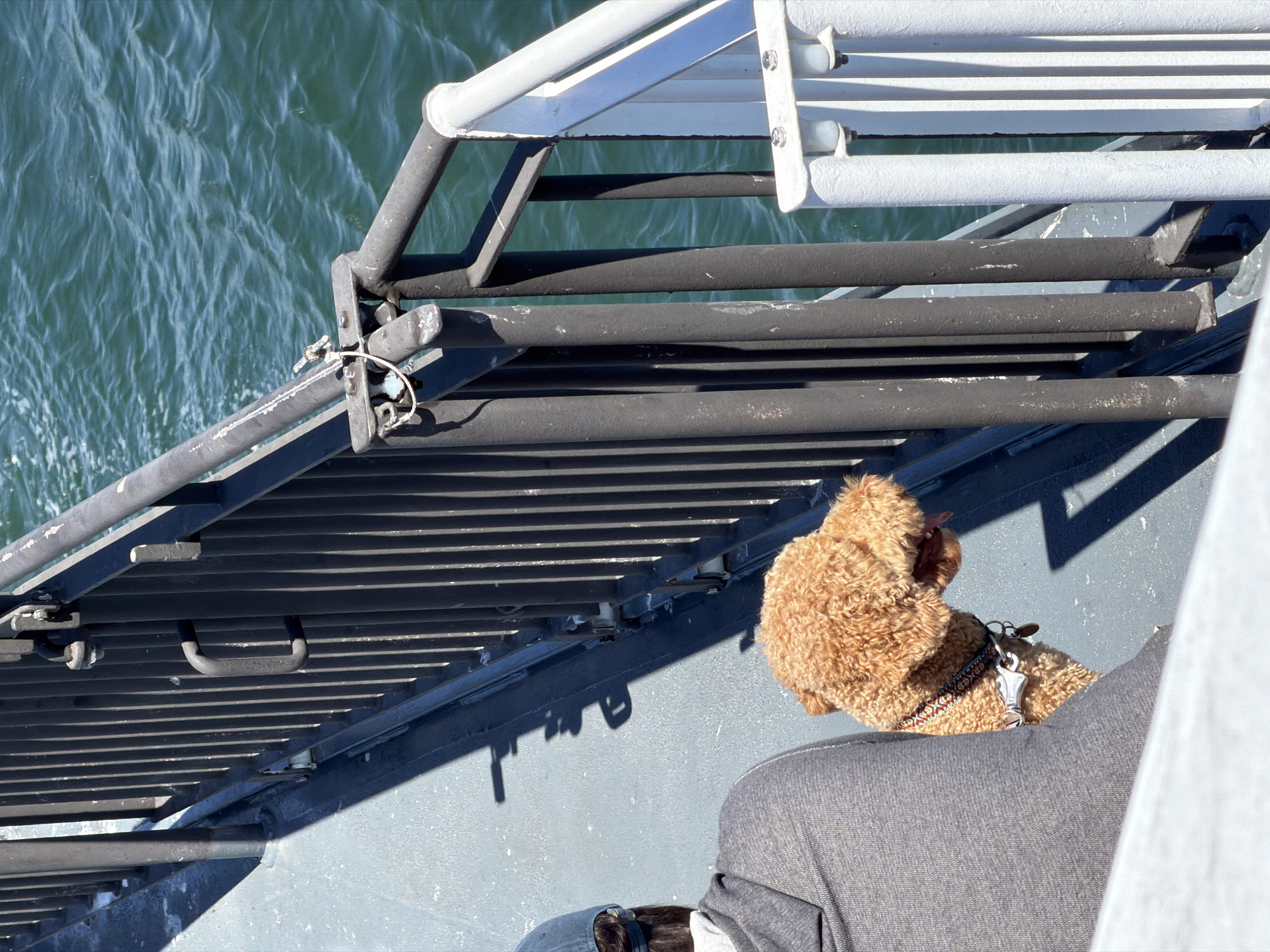 A medium shot captures a light brown poodle-mix dog looking to the right, with its tongue slightly out, as it stands next to a person from behind who is wearing a gray hooded sweatshirt and a blue baseball cap. The dog has a colorful patterned collar with a silver tag. They are on a boat, likely a ferry, given the presence of metal railings and the choppy blue water visible in the background. The deck of the boat is a light gray color. The image appears to be taken on a sunny day, as indicated by the strong shadows. The overall scene suggests a casual outing on the water in Delta, Canada.