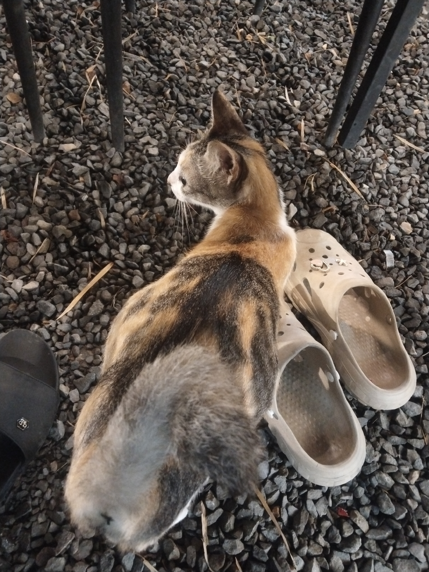 A cat is seen sitting on a gravel surface next to a pair of tan-colored clog-style shoes and a black slide sandal. The cat is calico colored with a bushy tail. The location appears to be outdoors, with metal chair legs visible in the background. The image was taken in Lhokseumawe, Indonesia.