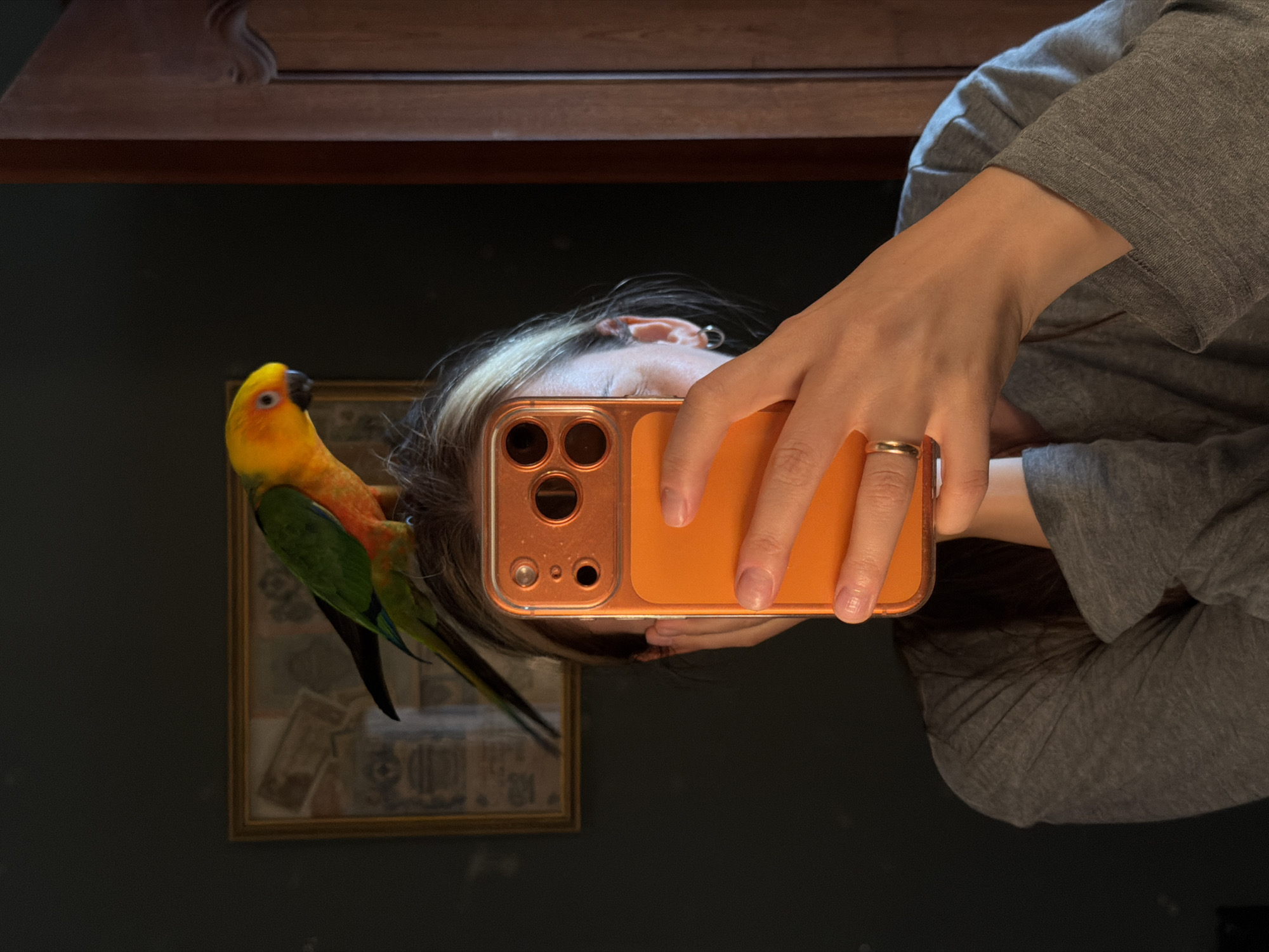 An indoor, eye-level photograph taken in the city of Khimki, Russia, depicts a person in a low-light setting, holding a smartphone to obscure their face, with a parrot perched on their head. The person, whose face is covered by an orange-cased smartphone, wears a grey long-sleeved shirt. A gold-toned ring is present on the ring finger of the visible right hand, and a silver-toned hoop earring is visible in the person's left ear. Light-colored hair is visible around the head. A Sun Conure parrot, predominantly yellow, orange, and green with a black beak, is perched on the person's head, facing towards the right side of the frame. The background consists of a dark wall with a gold-framed, indistinct image to the left, and a dark wooden structure with carved details on the right.