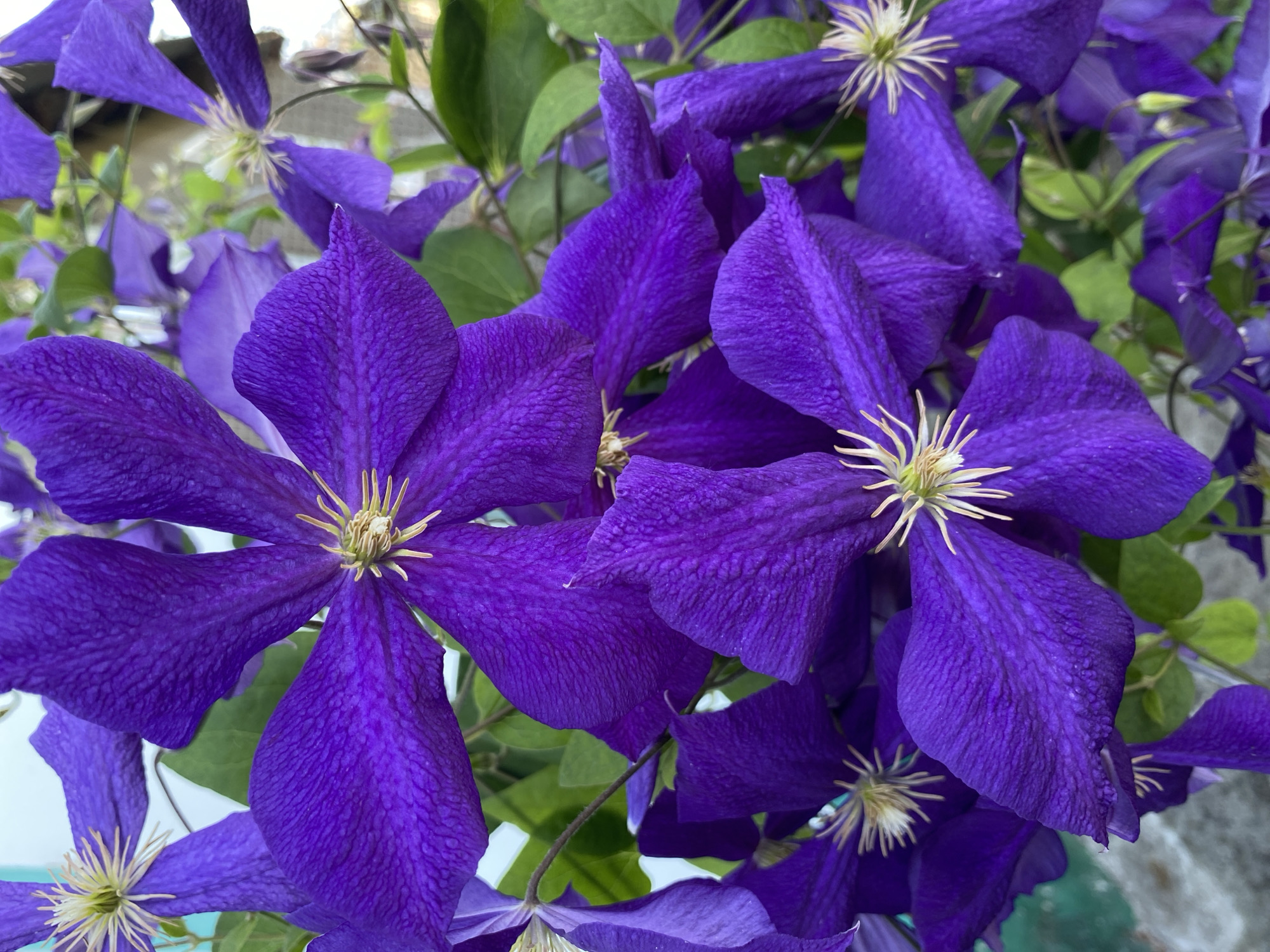 A close-up, eye-level shot captures a cluster of deep purple clematis flowers. The petals are richly textured, with a slightly velvety appearance and visible veins. In the center of each flower, delicate, cream-colored stamens radiate outwards. The flowers are densely packed, with some fully open and others in various stages of bloom, creating a sense of abundance. Green leaves are interspersed among the blossoms, providing a natural backdrop. The lighting suggests an outdoor setting, possibly a garden or park, with the sunlight highlighting the vibrant colors of the flowers. There is no indication of the city of Ventsy, Russia, or any specific location within it. The scene is devoid of people or any discernible human activity. The overall impression is one of natural beauty and the vivid display of flowering plants.