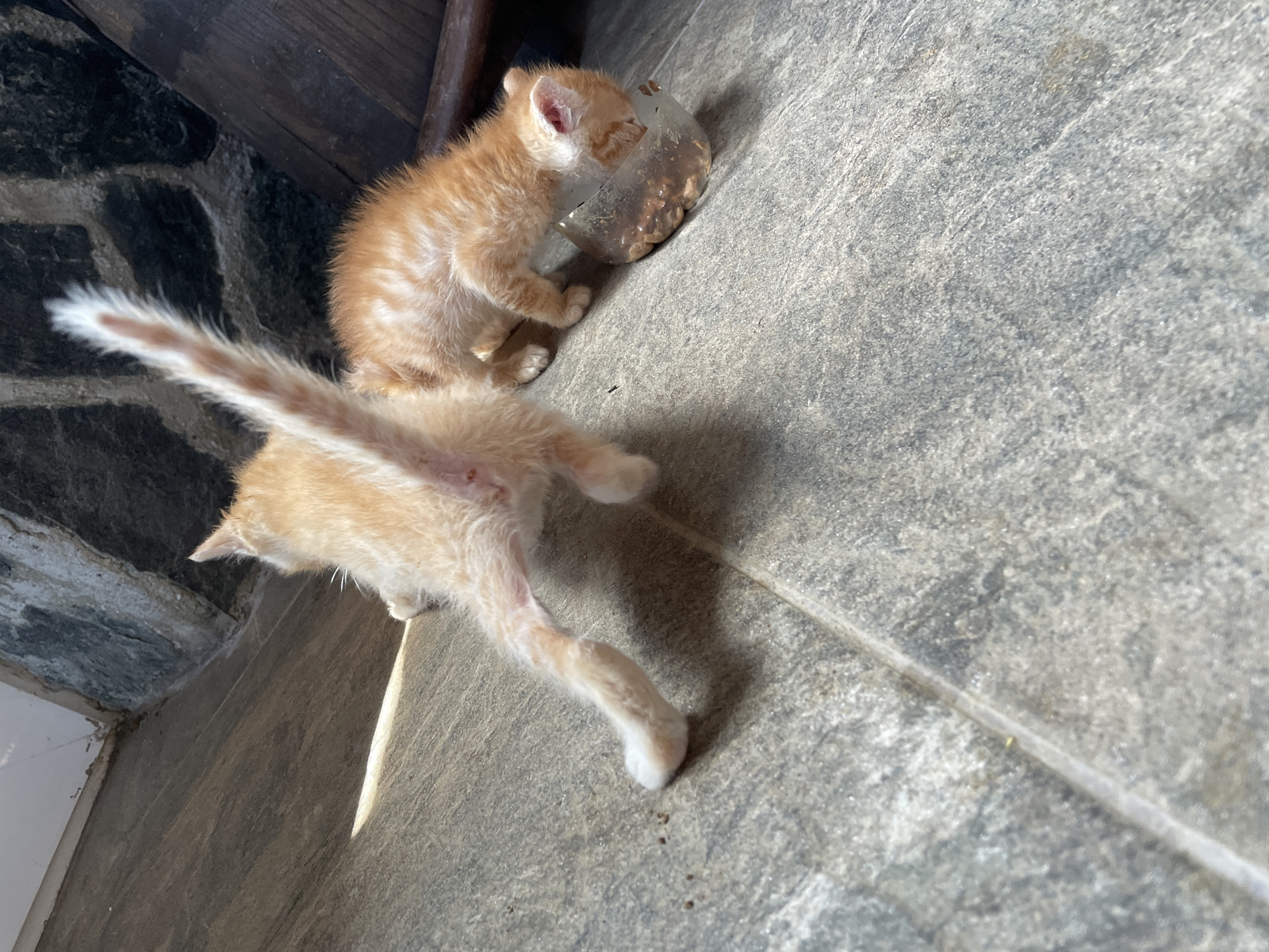 Two ginger kittens are on a gray tiled surface. One kitten is eating from a clear plastic container filled with brown pellets. The other kitten is walking away, its tail raised with a white tip. The setting appears to be indoors, adjacent to a dark stone wall. Location: likely Zlatograd, Bulgaria.