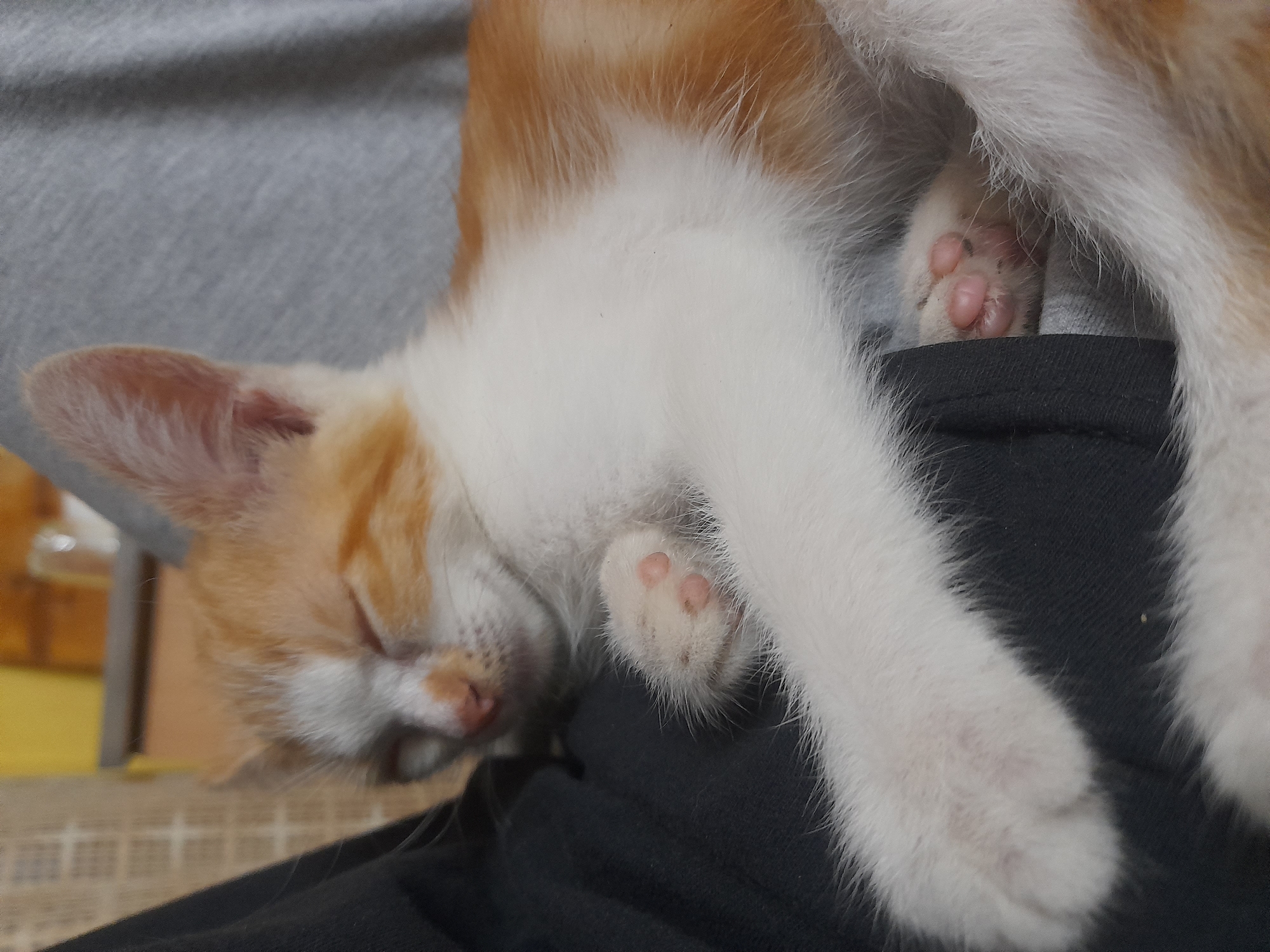 A close-up, eye-level shot captures a ginger and white kitten sleeping soundly. The kitten's eyes are closed, and its head is resting on a black fabric, likely clothing, which is draped over a grey, textured surface, possibly a blanket or upholstery. One of the kitten's paws is visible, with its pink toe beans softly pressed against the fabric. The kitten's fur is fluffy, with patches of orange and white. The background is blurred, but hints of a yellow object and a patterned surface suggest an indoor setting, possibly a home. The lighting appears to be natural, creating a soft ambiance. The overall mood is peaceful and serene, highlighting the kitten's comfort and sleep. There is no visible text in the image.