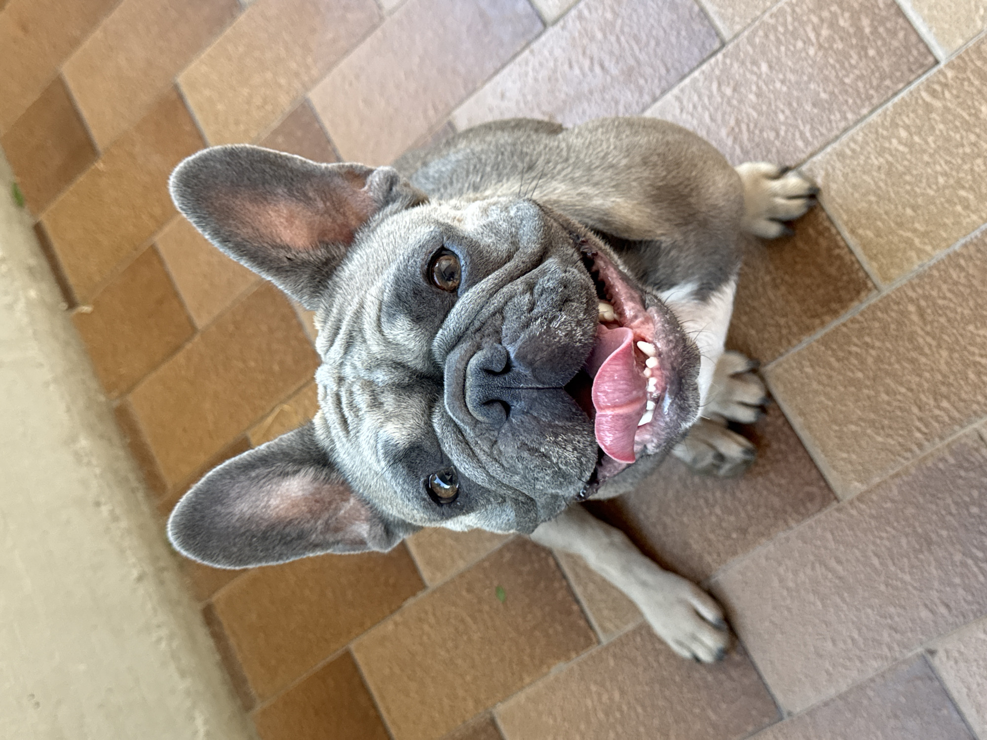 A French Bulldog is sitting on a tiled floor, looking up at the camera with its mouth open and tongue out. The dog has grey fur with darker brindle markings on its face and back, and white markings on its chest. Its ears are large and erect, and its eyes are brown. The floor is made of square, terracotta-colored tiles arranged in a diagonal pattern. The background is out of focus but appears to be an outdoor setting with a concrete wall. The scene is bright and appears to be taken in daylight. There are no people or other animals visible in the image. The specific location in San Benedetto del Tronto, Italy cannot be determined from the visual information provided in the image.