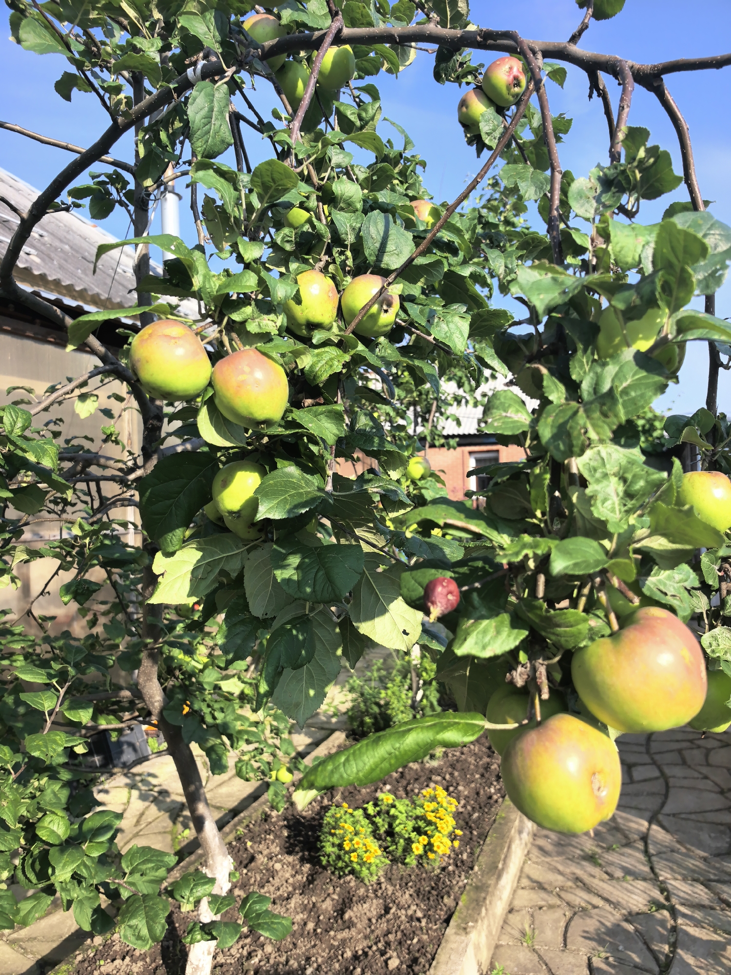 An apple tree with ripening fruit is in full view in Verkhnyaya Pyshma, Russia. The tree's branches are laden with apples, some green, some with blush of red. Leaves are abundant, creating a lush canopy. In the background, a red-brick building with a white-trimmed window is visible, as is a section of a gray, corrugated roof. The ground beneath the tree is covered with dark soil, bordered by a concrete edge. A pathway of gray paving stones is also present, and a small cluster of bright yellow flowers adds a splash of color to the scene. The sky above is a clear, vibrant blue.
