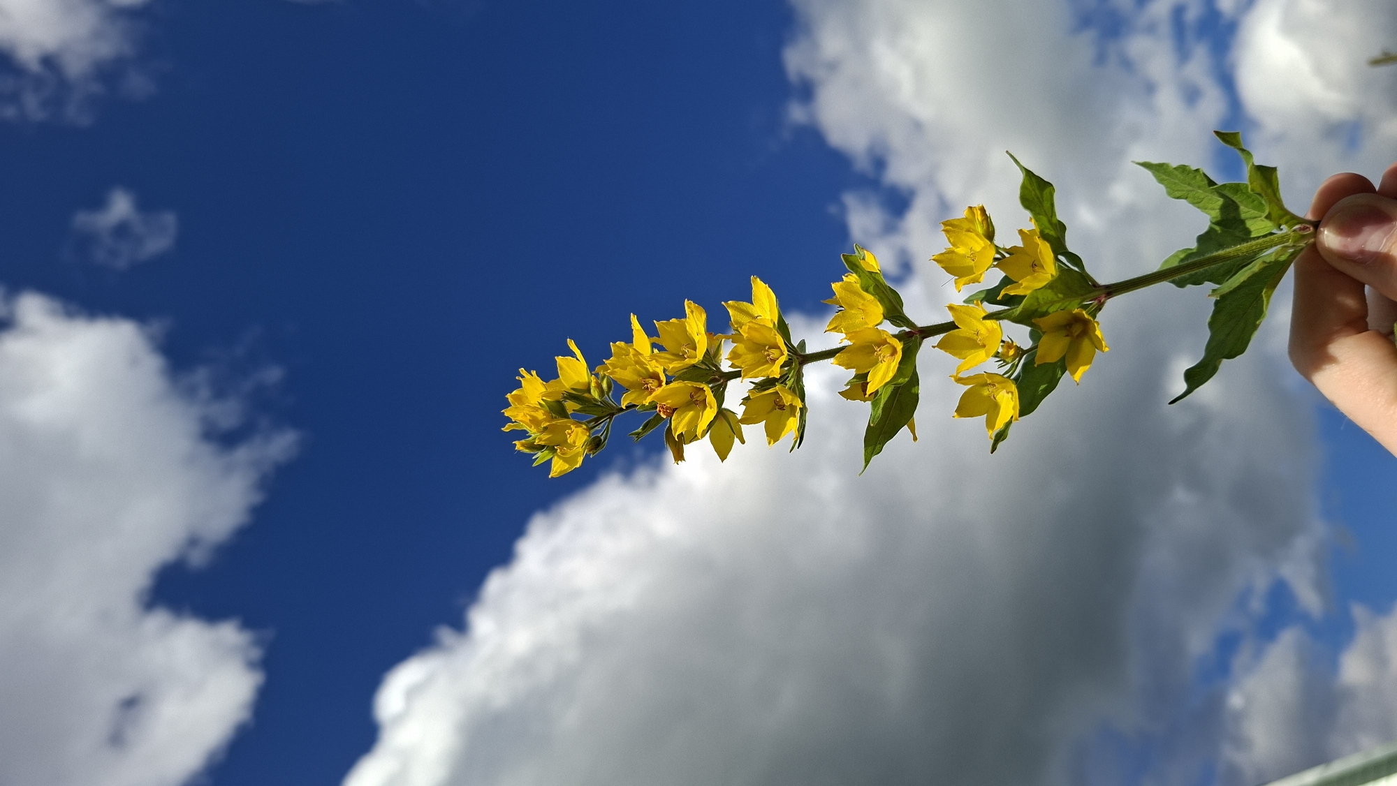 A hand holds a stalk of yellow flowers against a bright blue sky with white clouds. The flowers are small and star-shaped, with five petals each, and they grow in clusters along the stem. The leaves are green and pointed. The sky is clear and blue, with a few fluffy white clouds scattered throughout. The image appears to have been taken outdoors on a sunny day. It is not possible to determine the specific location within Большой Букор, Russia from this image.
