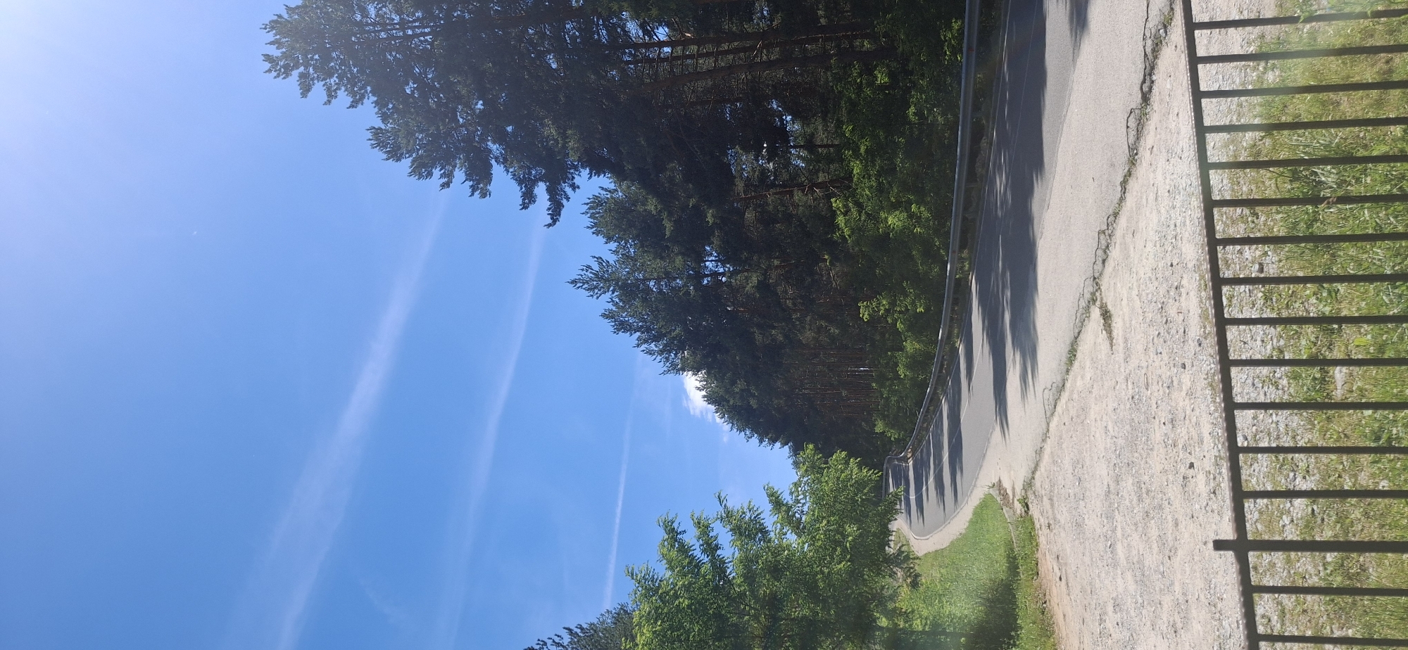 A paved road curves to the left through a forested area under a bright blue sky with thin white clouds. On the right side of the road, tall, dark green pine trees line the embankment, casting shadows on the asphalt. On the left side of the road, the embankment is covered in green grass and lighter green foliage, with a dusty, gravelly shoulder leading to a simple metal fence in the foreground. The scene appears to be a rural or natural setting, possibly a scenic route or park entrance. The time of day is likely midday due to the bright sunlight and distinct shadows.