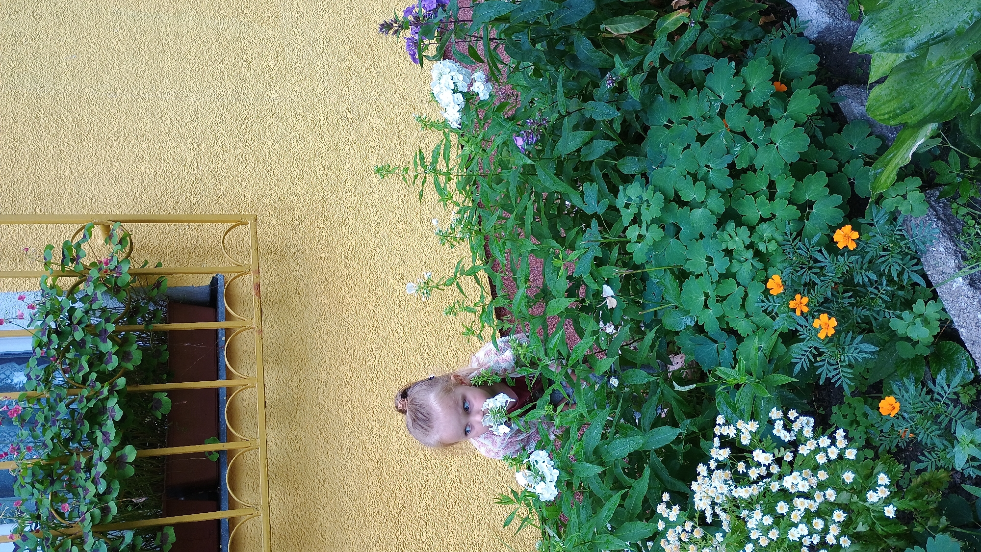 A young blonde girl with her hair pulled back in a ponytail is partially hidden amongst lush green foliage and white and purple flowers in a garden. She is wearing a plaid shirt over a darker top and is leaning forward, smelling a white flower. Behind her, a bright yellow textured wall is visible, with a window box filled with green plants and small pink flowers set in front of a window with a yellow grate. The garden is dense with various plants, including small white daisy-like flowers, orange marigolds, and larger white and purple phlox. The ground appears to be covered in dark mulch. The scene suggests a warm, sunny day in a residential garden setting.