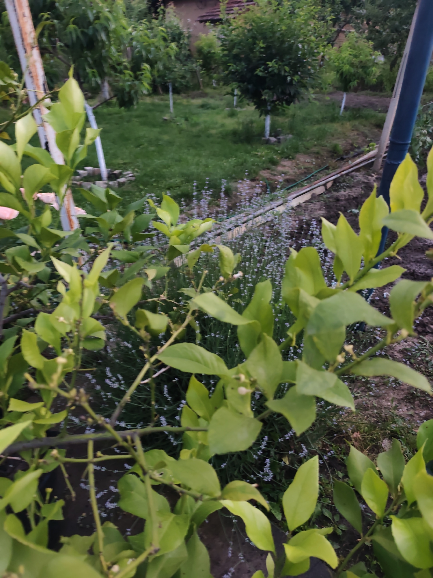 This image depicts an outdoor garden or cultivated area in Rosno, Bulgaria. In the immediate foreground, a dense network of branches from a plant with vibrant, light-green leaves occupies the lower and mid-left portions, extending across the frame. Small white or pale yellow flower buds are visible among the leaves, suggesting the plant is in bloom, potentially a citrus variety. Directly behind this plant, a ground cover of small, light purple flowers, consistent with lavender, stretches across the mid-ground.
To the left, a vertical, weathered metallic or wooden support pole is visible. On the right, a dark blue vertical pipe runs alongside the frame. Between the lavender and the background, patches of bare earth and some green hoses or pipes are discernible on the ground. The background features a grassy area interspersed with several trees, some of which have lower trunks painted white. A building with a reddish-brown roof is partially visible through the foliage in the upper-left background. No people or animals are present in the scene. The lighting indicates daylight conditions without harsh shadows.