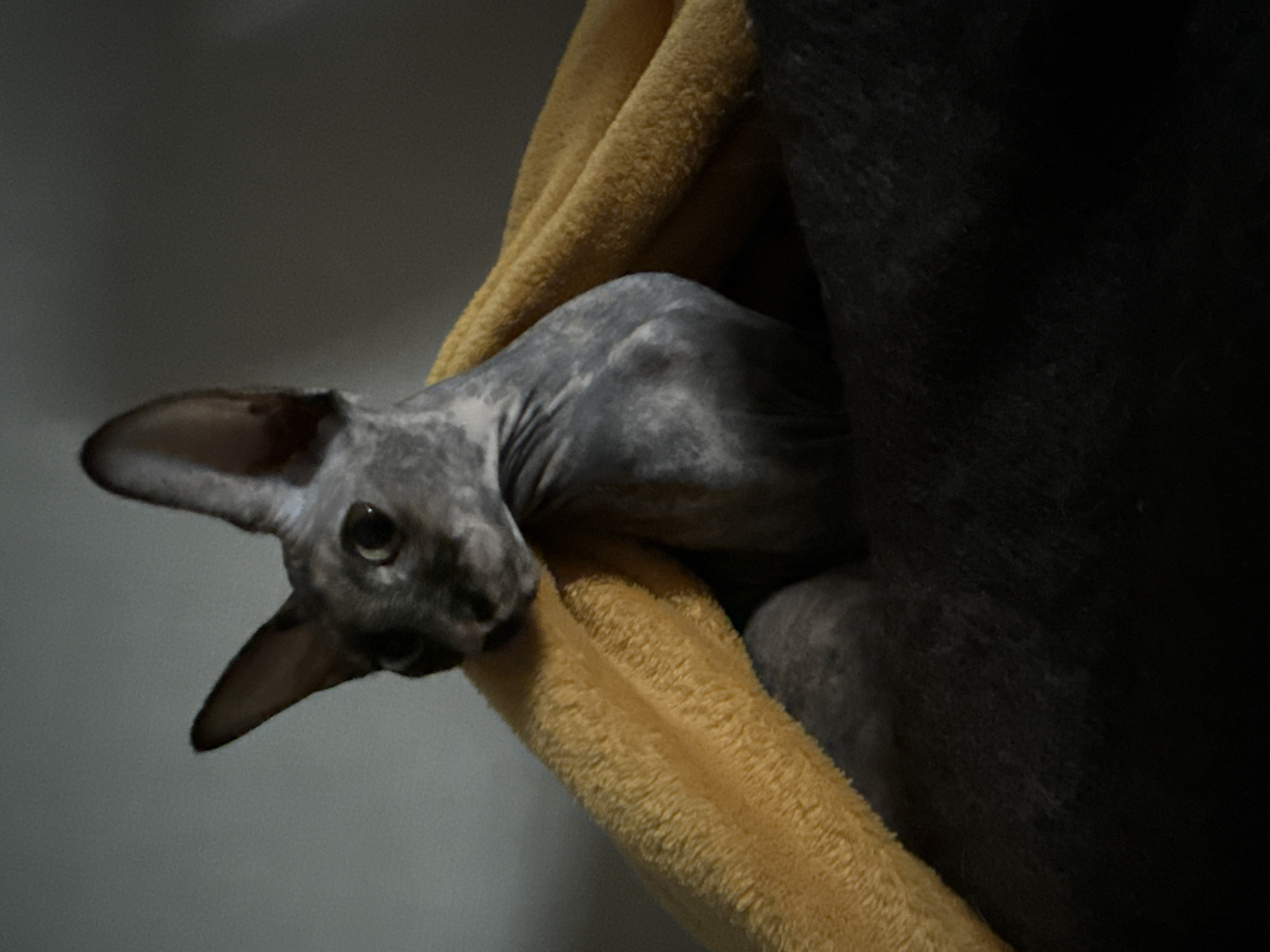 A hairless cat peers out from between a yellow fuzzy fabric and a dark-colored, possibly furry, surface. The cat has large ears and mottled gray skin. The background is a plain, light gray wall. The scene appears to be indoors.