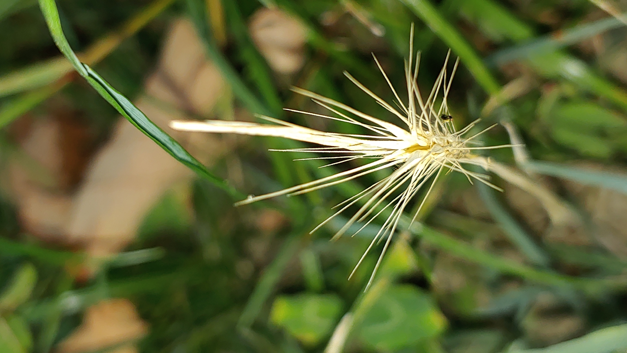 A close-up, macro photograph captures the spiky seed head of a grass plant. The seed head is light beige in color and radiates outwards with numerous sharp, needle-like structures. A small, dark insect, possibly a fly, is perched on one of the spiky filaments. The background is softly blurred, consisting of green grass blades and some patches of brown, suggesting an outdoor, natural environment. The lighting is natural, highlighting the texture and detail of the grass seed head. There is no indication of the specific location within Mukachevo, Ukraine.