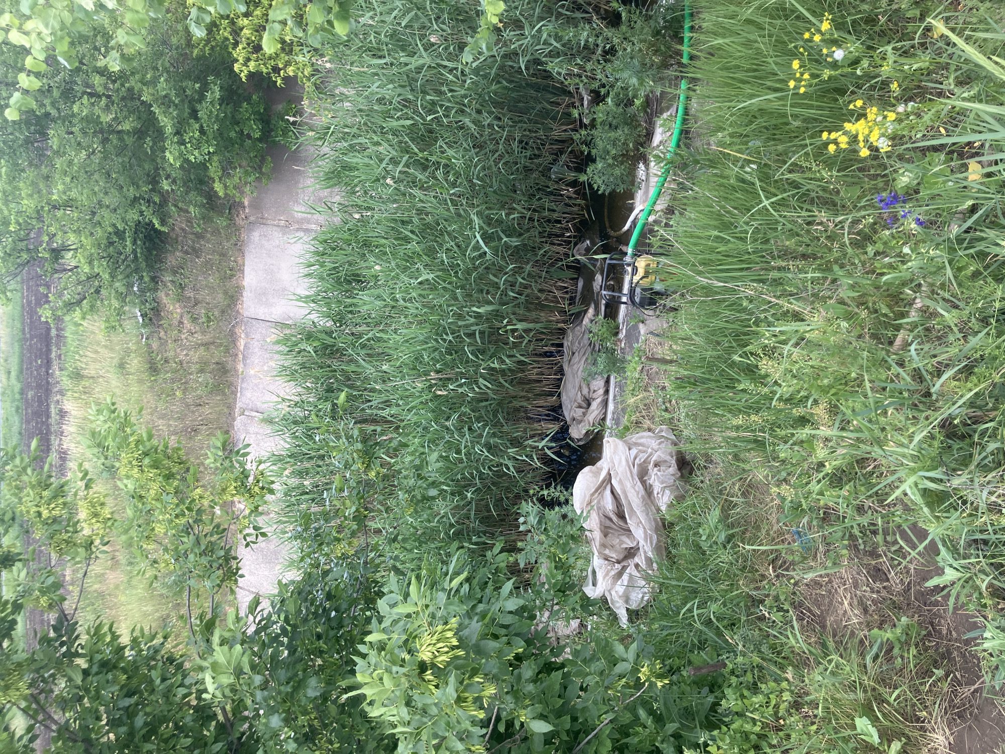 This image depicts an outdoor scene in Berdyansk, Ukraine, characterized by dense green vegetation and a small water channel. In the foreground, tall grass and various green plants are visible, interspersed with dry grass and soil. Two large, crumpled pieces of light-colored material, possibly plastic sheeting or large bags, are present on the ground. A yellow submersible pump with a black handle is partially submerged in the water, connected to a bright green hose that extends out of the frame. The water channel is bordered by thick reeds. In the background, a concrete structure is visible, and beyond that, a cultivated field can be seen under an overcast sky. The overall impression is one of an overgrown, somewhat neglected natural area, possibly a drainage ditch or a small waterway within or on the outskirts of the city. There are no people visible in the image.