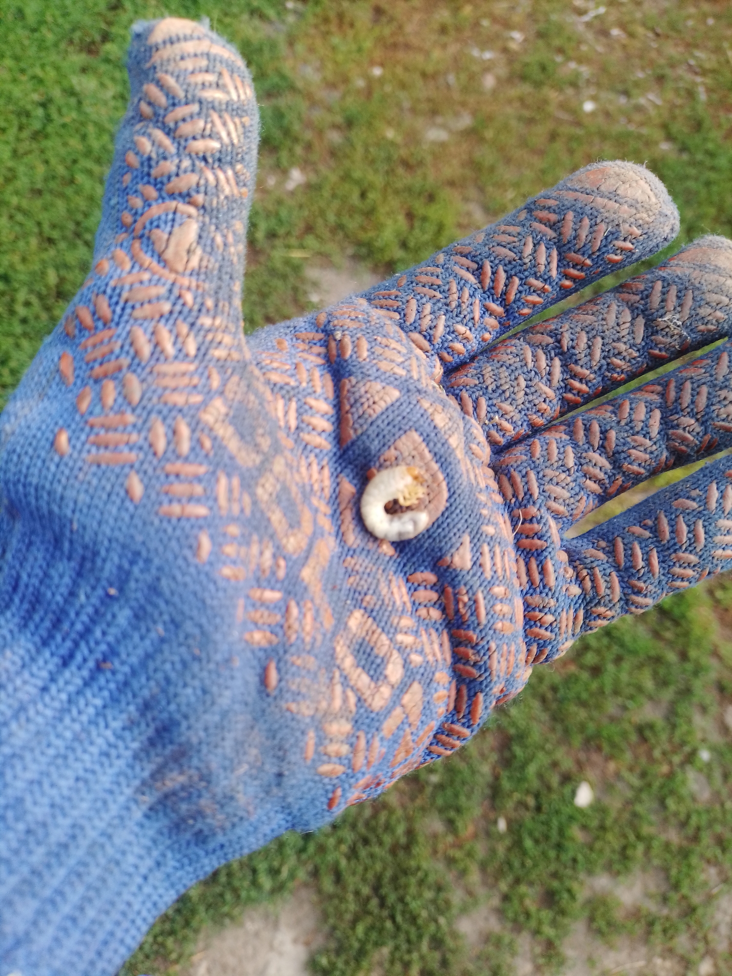 A close-up, overhead shot shows a gloved hand with a small, light-colored object resting on its palm. The glove is blue knitted fabric with a textured pattern of small, reddish-brown oval shapes. The object appears to be a piece of shell or a similar hard, segmented item, possibly an insect larva, with a white, curved interior visible. The background is blurred green grass and a hint of dirt path, suggesting an outdoor setting. No specific location in Ustyvytsia, Ukraine, can be determined from the image.