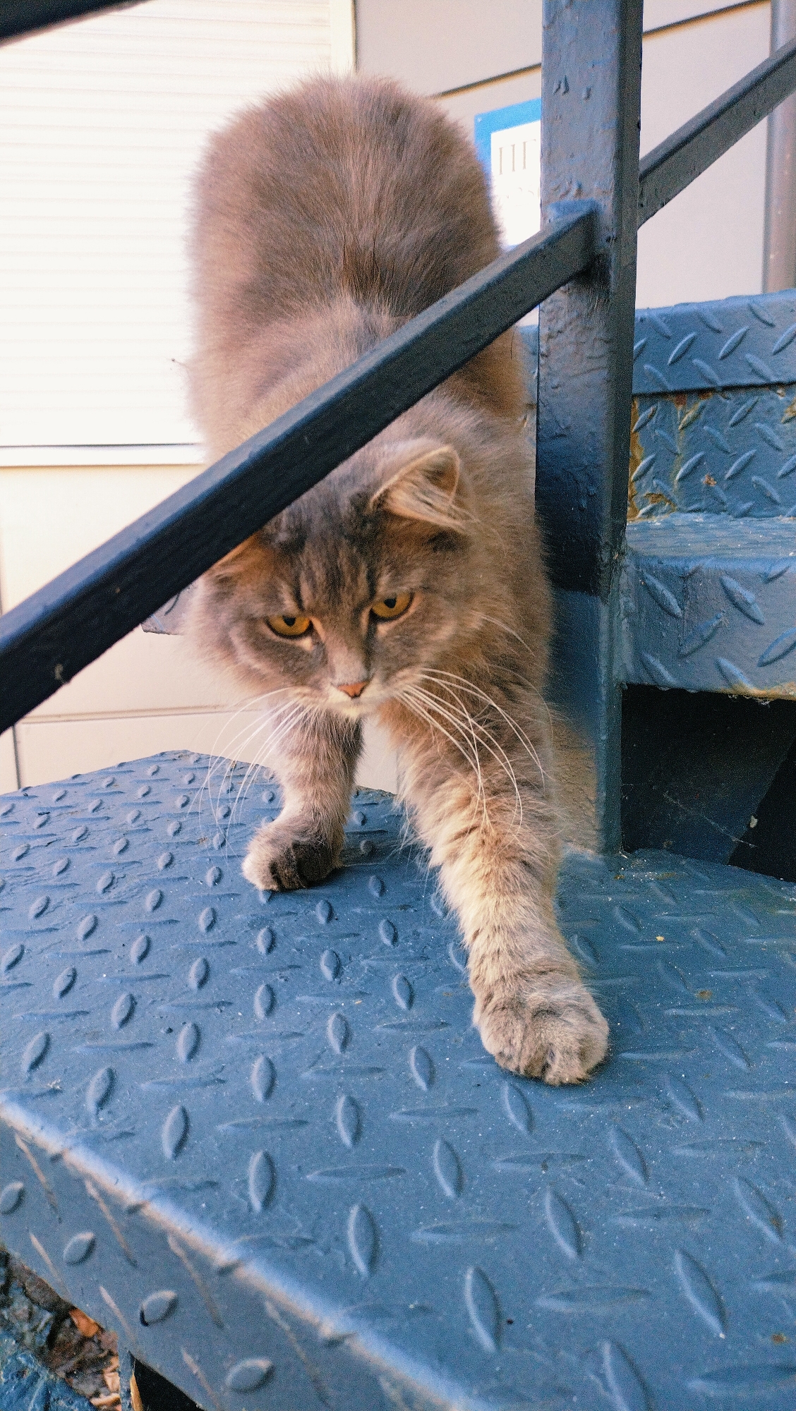 A grey, long-haired cat is positioned on a textured blue metal stairwell, its body elongated in a stretch. The cat's head is lowered, with its yellow eyes looking downwards, and its mouth slightly ajar. A black metal railing runs diagonally across the frame, partially obscuring the cat. The stairs have a diamond plate pattern and appear to be outdoors. In the background, a building with a white exterior wall and horizontally slatted windows is visible, along with a portion of a blue sign with white text. The scene is set in the city of Horishni Plavni, Ukraine.