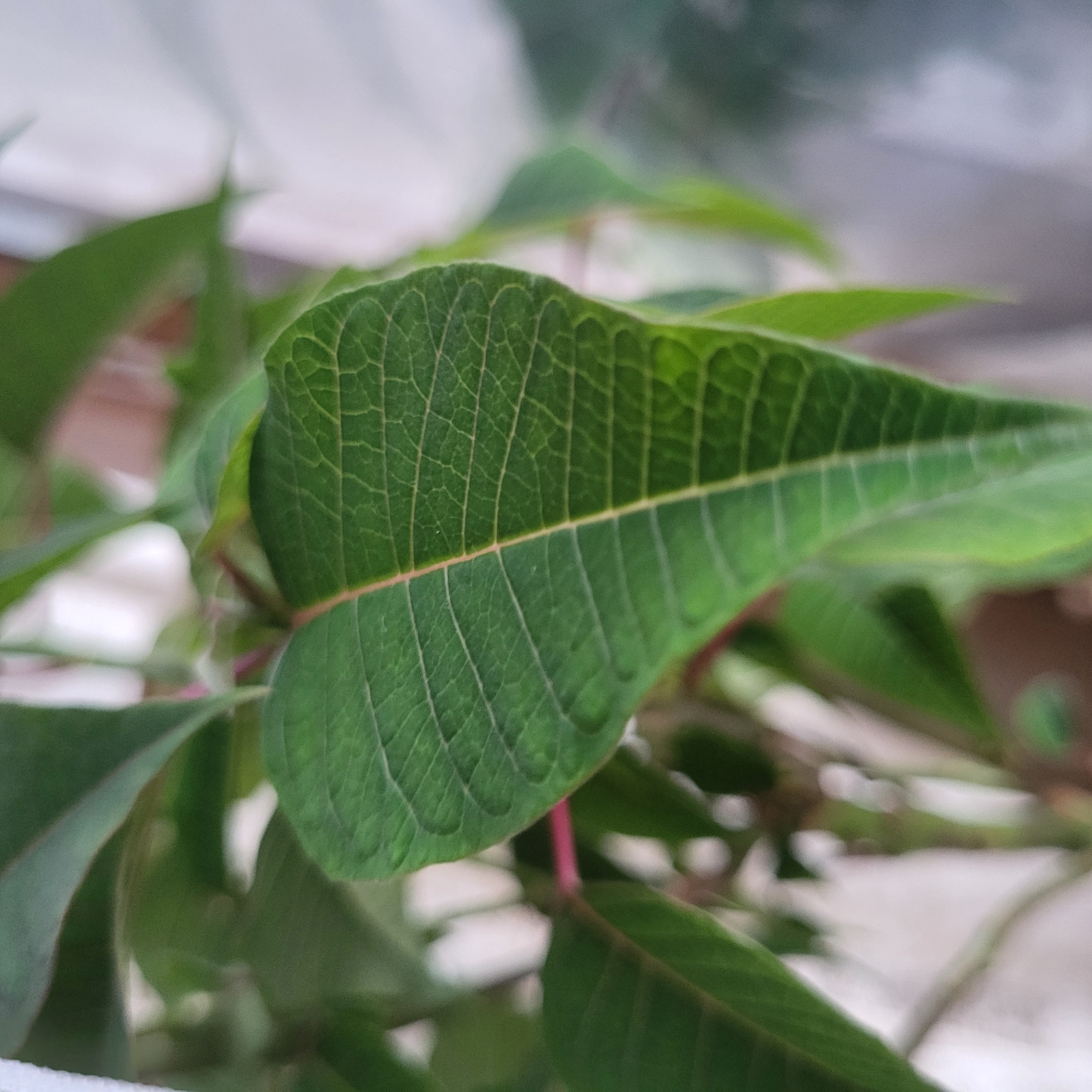 A close-up shows vibrant green leaves with detailed venation. The leaves are attached to red stems. The background is blurred. It is not possible to determine the location as Yerevan, Armenia, or any other specific location, from the visual information provided.