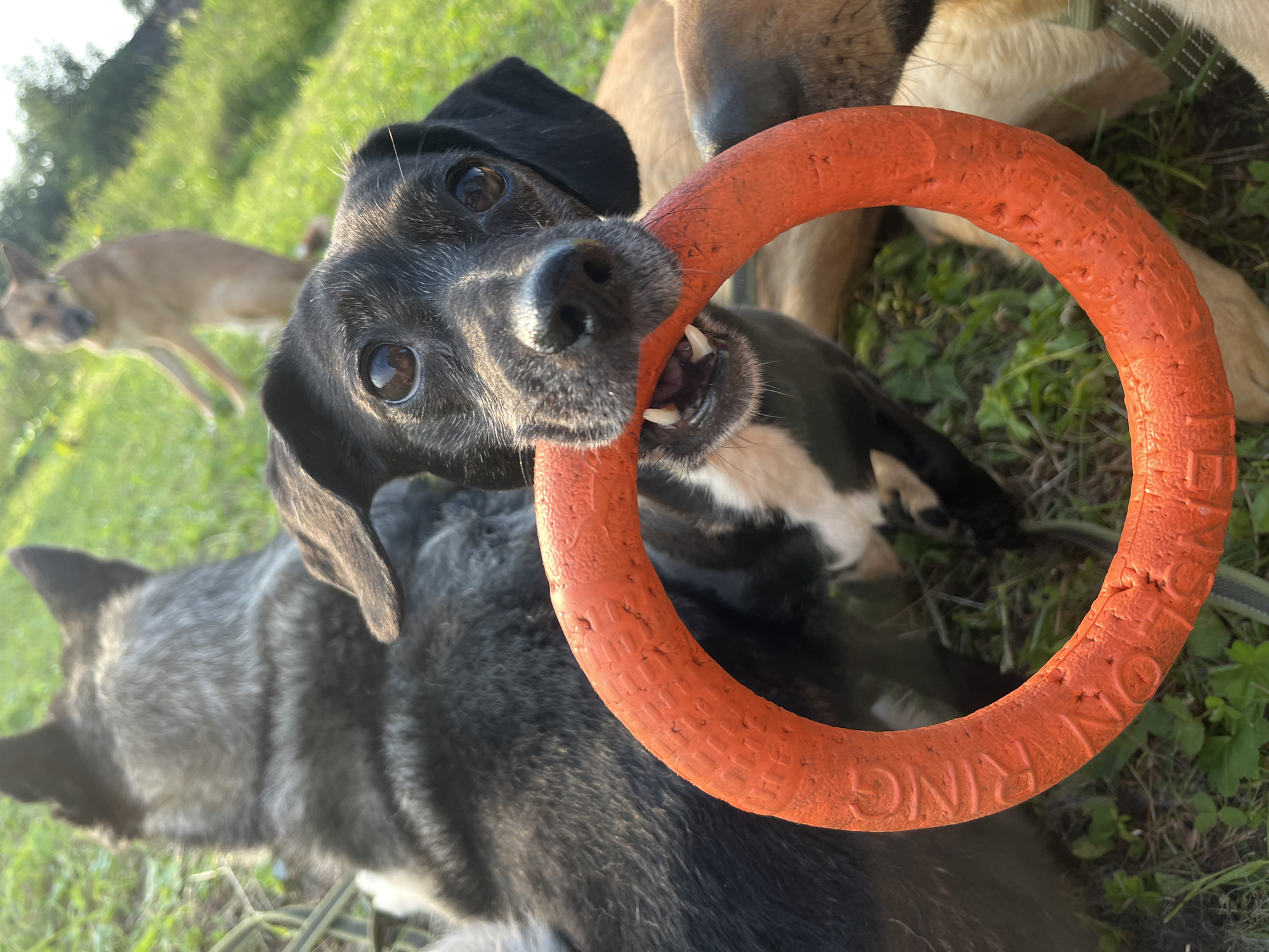 In this close-up, low-angle shot, a black and white dog with bright, curious eyes is the central focus, actively playing with a bright orange ring toy. The dog's muzzle is engaged with the toy, with its teeth visible as it holds on. The background is blurred but suggests an outdoor setting with green grass and hints of other dogs. One dog, likely tan, is visible in the mid-ground, and another darker, larger dog is partially visible in the foreground, indicating a group of dogs playing together. The lighting suggests it is daytime, possibly late afternoon or early evening, with a warm glow on the scene. The overall emotion conveyed is playful and energetic, typical of dogs enjoying an outdoor activity. There is visible text on the orange ring toy, appearing to spell out "RING" in embossed letters, though it is partially obscured by the dog's mouth. The setting appears to be a park or backyard, common for dogs to play in.