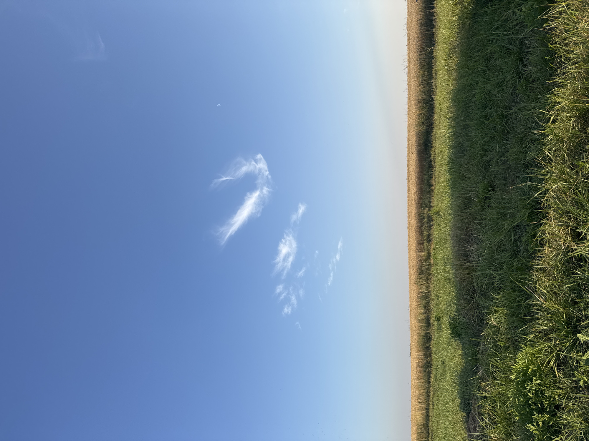 A serene landscape scene unfolds under a vast, clear blue sky with sparse wispy clouds and a sliver of the moon visible in the upper right quadrant. The horizon is defined by a golden field of wheat stretching across the middle ground, transitioning from the bright green grass in the foreground. The foreground is dominated by tall, lush green grass, casting long shadows, indicating the sun is low in the sky, possibly late afternoon or early morning. The overall impression is one of rural tranquility and natural beauty. The location is identified as Tarasivka, Ukraine.