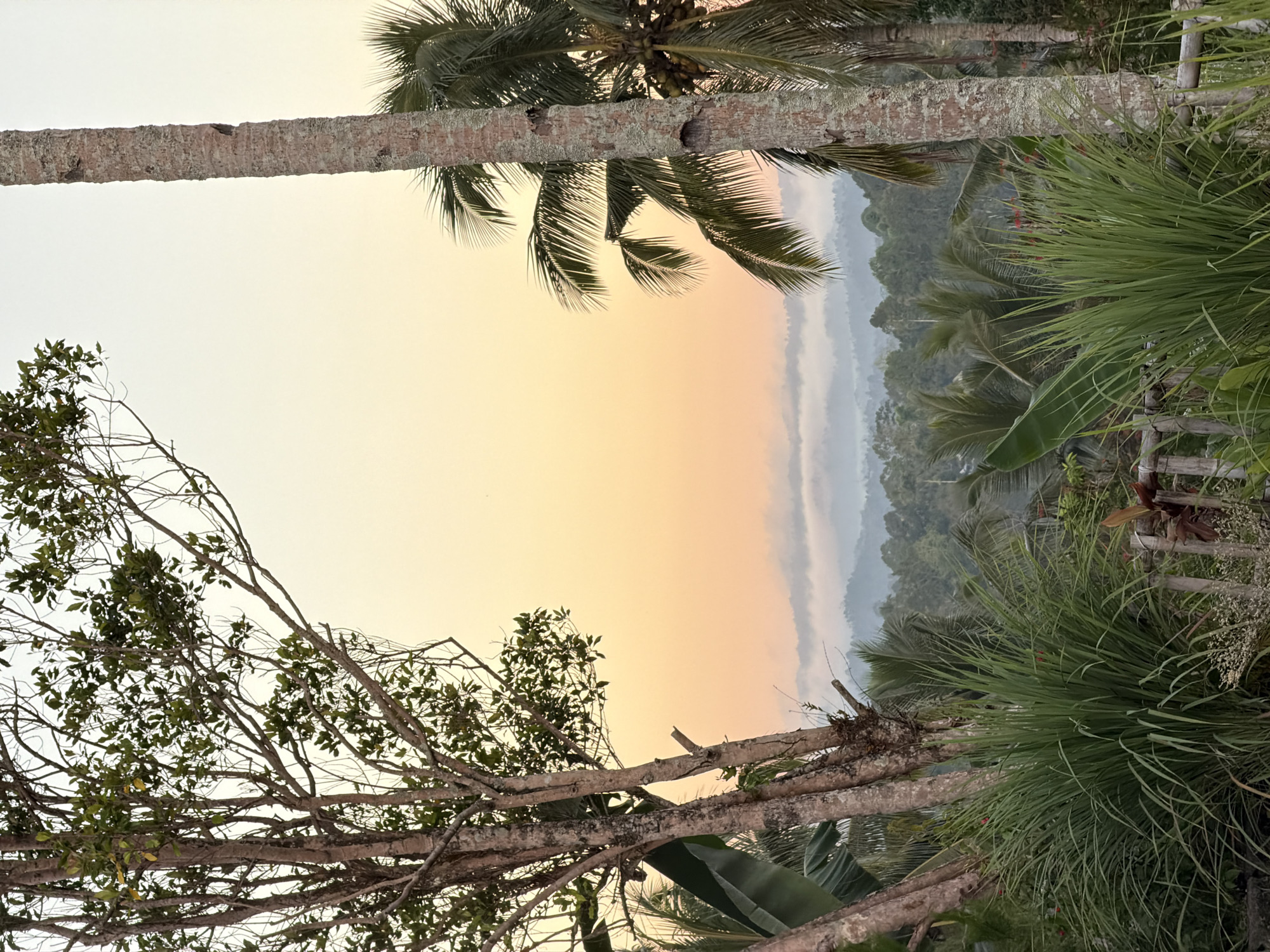 An outdoor, vertical shot captures a misty tropical landscape at dusk. The foreground is dominated by lush green vegetation, including tall grass and the trunks of two trees. One tree, on the left, is a deciduous tree with many branches and sparse green leaves. The other tree, on the right, is a palm tree with a rough, textured trunk. In the mid-ground, a dense forest stretches across rolling hills, partially obscured by a layer of soft, white mist. The sky above transitions from a pale yellow at the horizon to a soft orange, then to a light gray at the top. The scene evokes a sense of tranquility and natural beauty, characteristic of rural Indonesia, possibly in the Sidomulyo area.