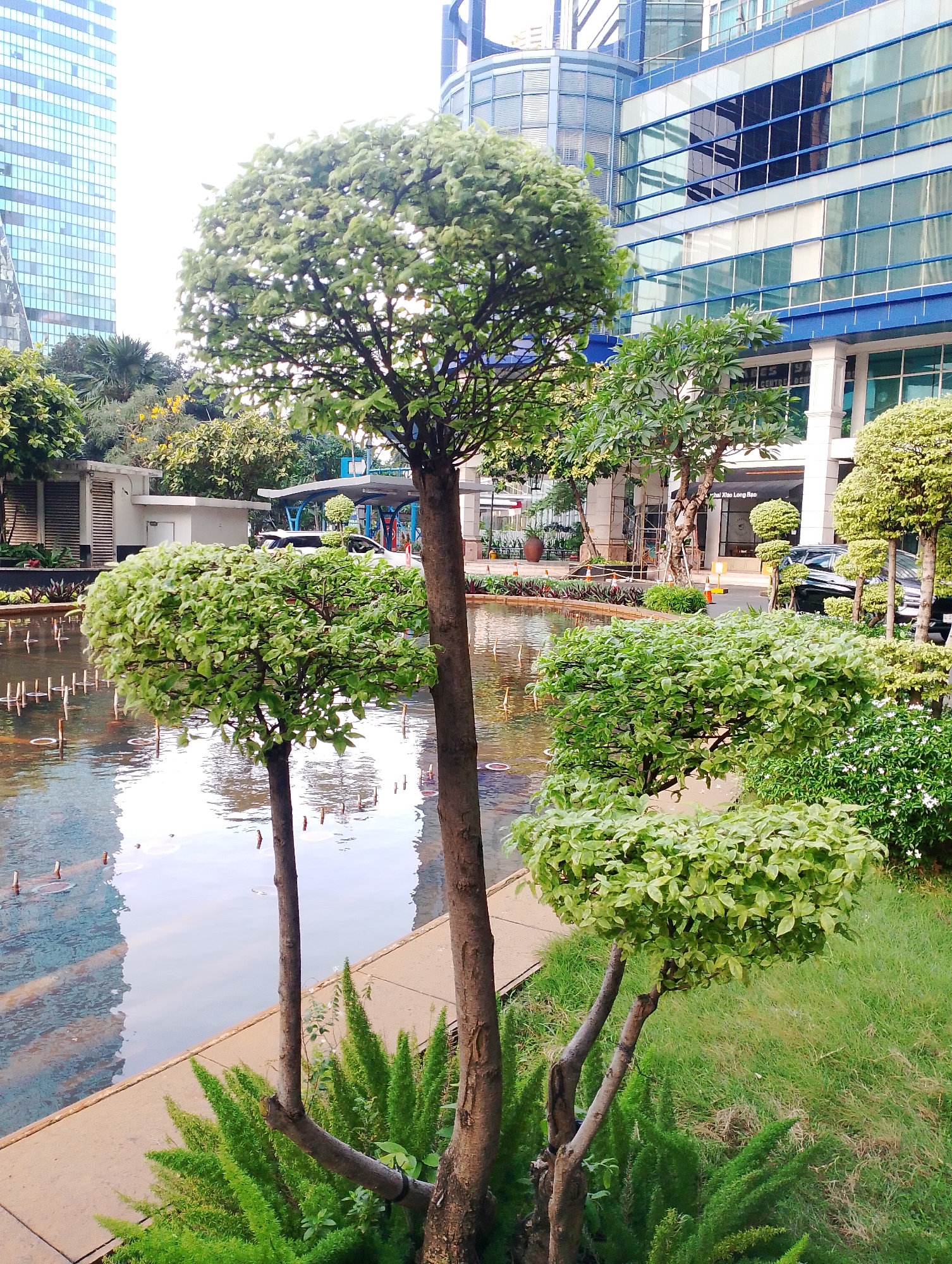 A low-angle outdoor medium shot captures a landscaped area with a pond in the foreground and modern buildings in the background. The pond, with its still water reflecting the sky and surrounding structures, features several small, decorative spouts. Two small, manicured trees stand on the edge of the pond. The larger tree in the center of the frame has a textured, brown trunk and a full, rounded canopy of green leaves. To its left, a smaller, similarly shaped tree also with a brown trunk, sits beside the pond. In the background, a sleek, multi-story building with a glass facade is visible, reflecting the light. The area is well-maintained with green grass, bushes, and other trees. The location is identified as the vicinity of Gelora Bung Karno (GBK) Sports Complex in Central Jakarta, Indonesia, adjacent to the Plaza Senayan.