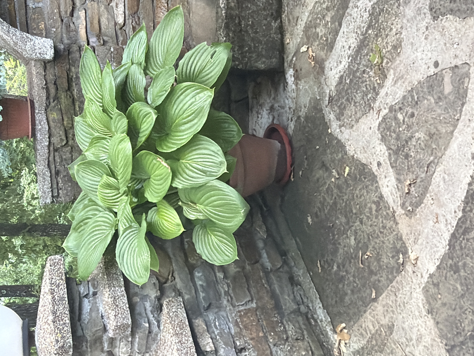 This image captures a lush, vibrant green Hosta plant, likely thriving in a garden or courtyard setting in Sushina, Bulgaria. The plant, with its numerous large, heavily ribbed leaves, dominates the left and center of the frame. It appears to be growing from a terracotta-colored pot, which is partially visible and nestled into a crevice of a rustic stone wall or terraced structure.
The stone work features irregularly shaped, dark-toned blocks or rocks, providing a textured backdrop for the plant. To the right, a paved or natural stone ground surface displays a pattern of lighter, almost white, lines against a darker gray, textured base. In the upper left background, glimpses of green foliage and tree trunks suggest a broader natural environment beyond the immediate stone structures. The scene is bathed in natural light, indicating daytime with fair weather conditions. No people are present, and no specific activity is taking place, contributing to a tranquil and natural aesthetic. There is no visible text in the image.