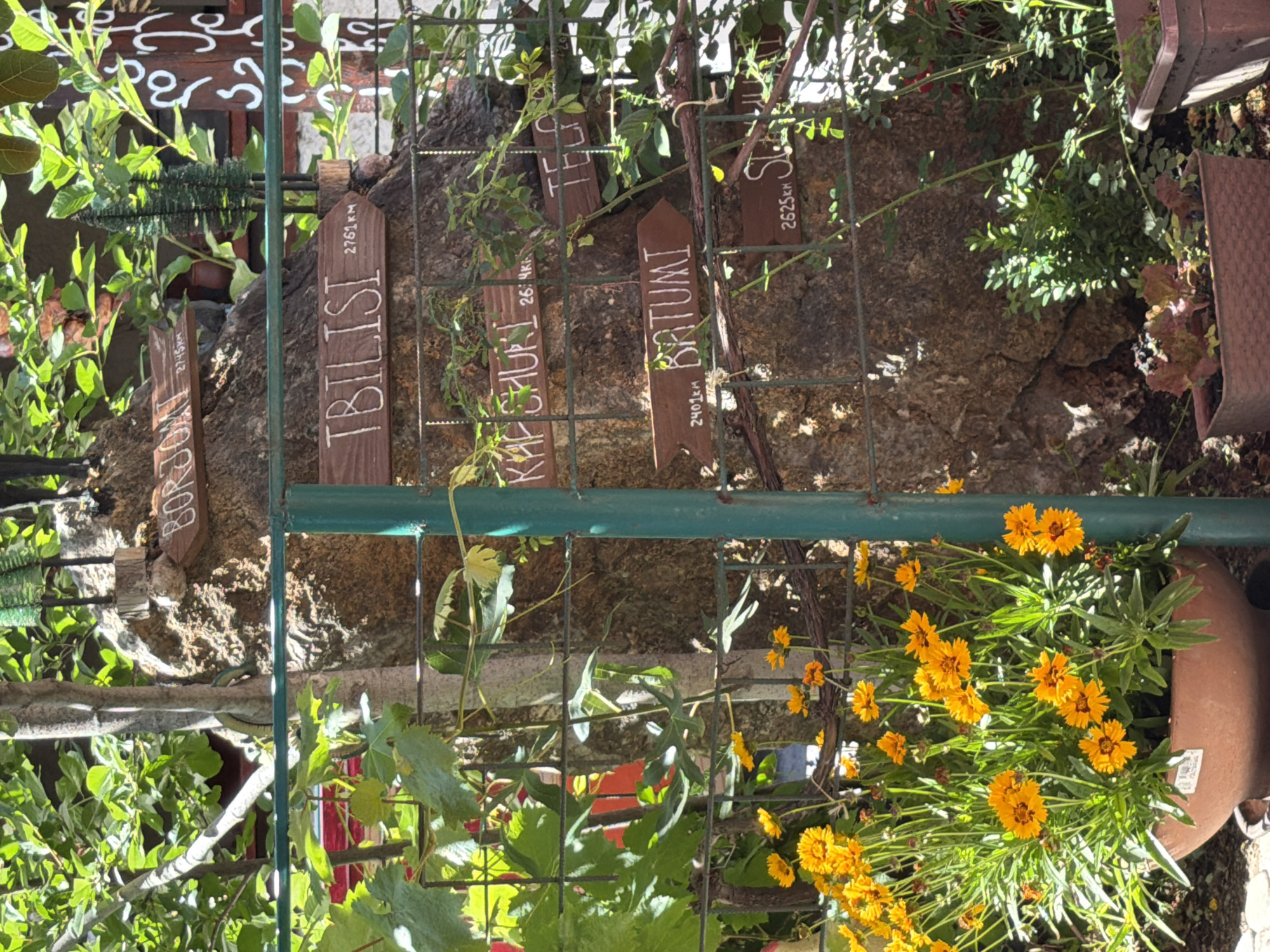 This outdoor scene shows a garden display in Kaluđerac, Montenegro. A variety of plants, including yellow flowering plants in a pot, are arranged against a rough stone wall and metal wire trellis. Wooden signs bearing distances to different cities are affixed to the trellis, indicating "BORJOMI 2745km", "TBILISI 2761km", "KAF CHURI 26: km", "BATUMI 2401km", and "S 2625 km". Other foliage and some decorative elements are partially visible behind the trellis.