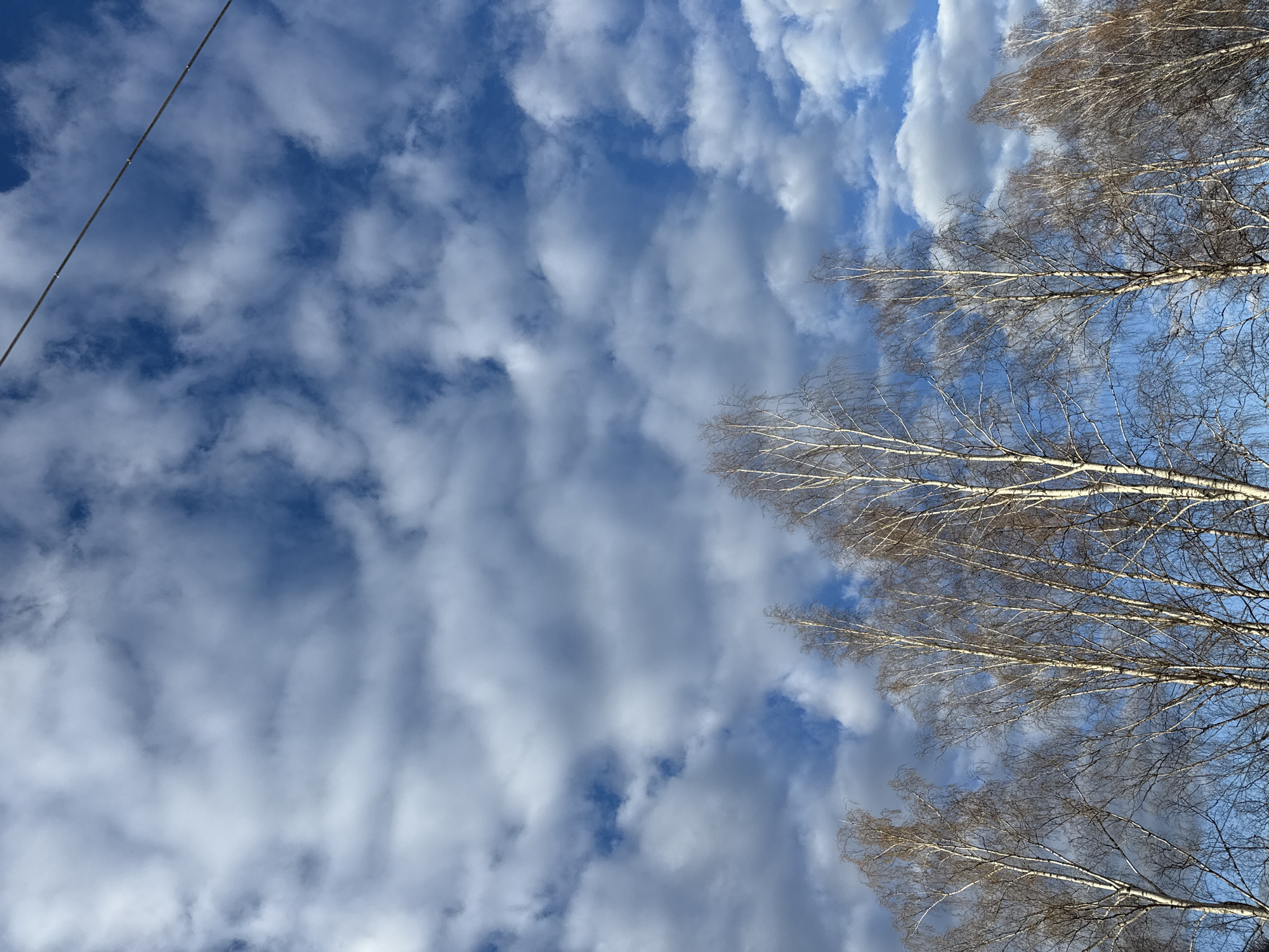 The image shows a view looking upwards towards the sky, which is a vibrant blue with scattered, fluffy white clouds. The upper right portion of the frame is partially obscured by the bare branches of birch trees, characterized by their distinctive white bark. A thin, dark cable or wire stretches diagonally across the top left portion of the image. The image's details are consistent with the type of foliage and sky conditions expected in the Galevo, Russia, but the specific location within Galevo cannot be determined from the image alone.