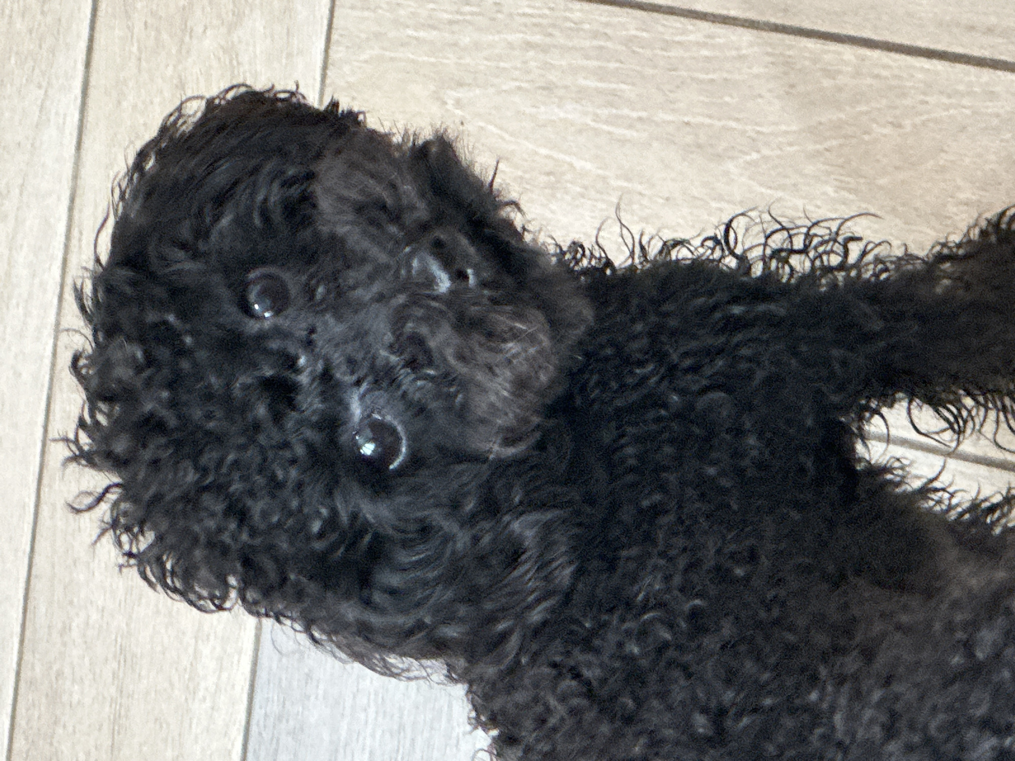 An extreme close-up, portrait-style photograph captures a small, black poodle with curly fur. The dog's head is tilted slightly, and its dark, curious eyes are looking directly at the camera. The background consists of light-colored wooden planks, suggesting an indoor setting. The image does not contain any specific landmarks or elements that would allow for identification of a location within Zhukovsky, Russia. The focus is solely on the dog's face and fur.