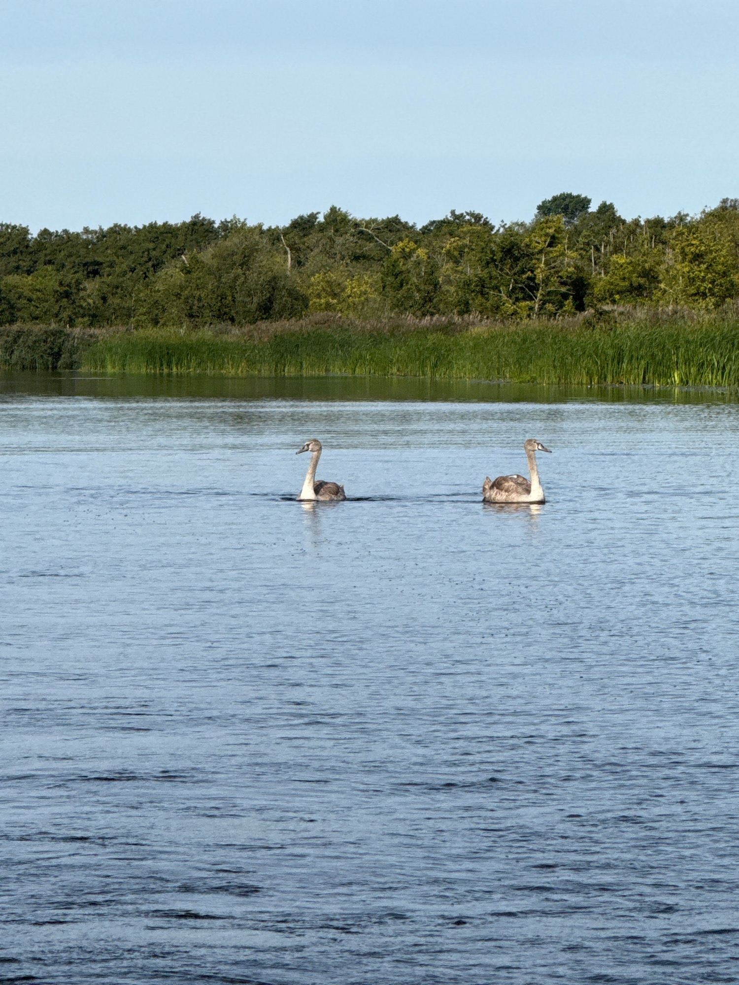 Two young swans swim on a body of water with a treeline and reeds in the background under a clear sky. The swans are light brown and grey, with long necks and beaks. They are positioned in the middle ground of the image, with the left swan slightly closer to the viewer. The water is a calm blue, with subtle ripples. The background consists of a dense line of green trees and taller, golden-brown reeds along the water's edge. The sky is a pale blue, cloudless. The location is identified as North Norfolk, United Kingdom.