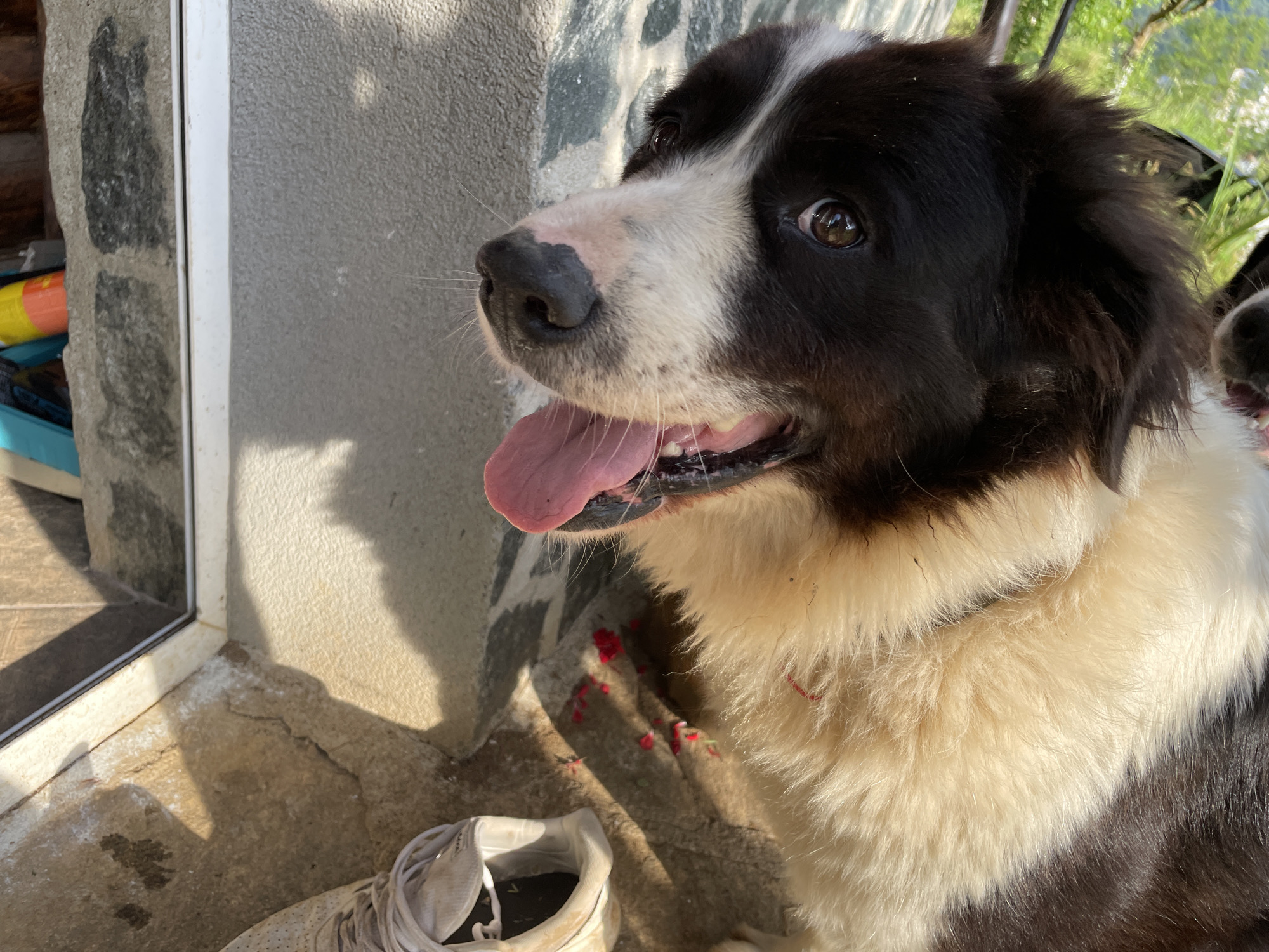 A medium shot, eye-level, outdoor photograph shows a close-up of a large, black and white dog with its tongue hanging out. The dog is panting and looking to the left of the frame. Its fur is thick and fluffy, with distinct black markings around its eyes and ears, and a white blaze on its snout. The dog's eyes are brown and appear attentive.
The background consists of textured gray concrete walls and a stone wall to the left. The ground beneath the dog is a rough, cracked concrete surface, with some scattered small red petals and a white athletic shoe visible in the foreground, slightly out of focus. Sunlight casts strong shadows across the scene, suggesting it is daytime.
The scene appears to be an outdoor area adjacent to a building, possibly a residential property or a public space. The general ambiance is casual and relaxed, with the focus being the dog's expression. The presence of the shoe and scattered petals suggests everyday outdoor activity. The image does not explicitly contain any identifying markers that would pinpoint its location to Zlatograd, Bulgaria, beyond the context provided.