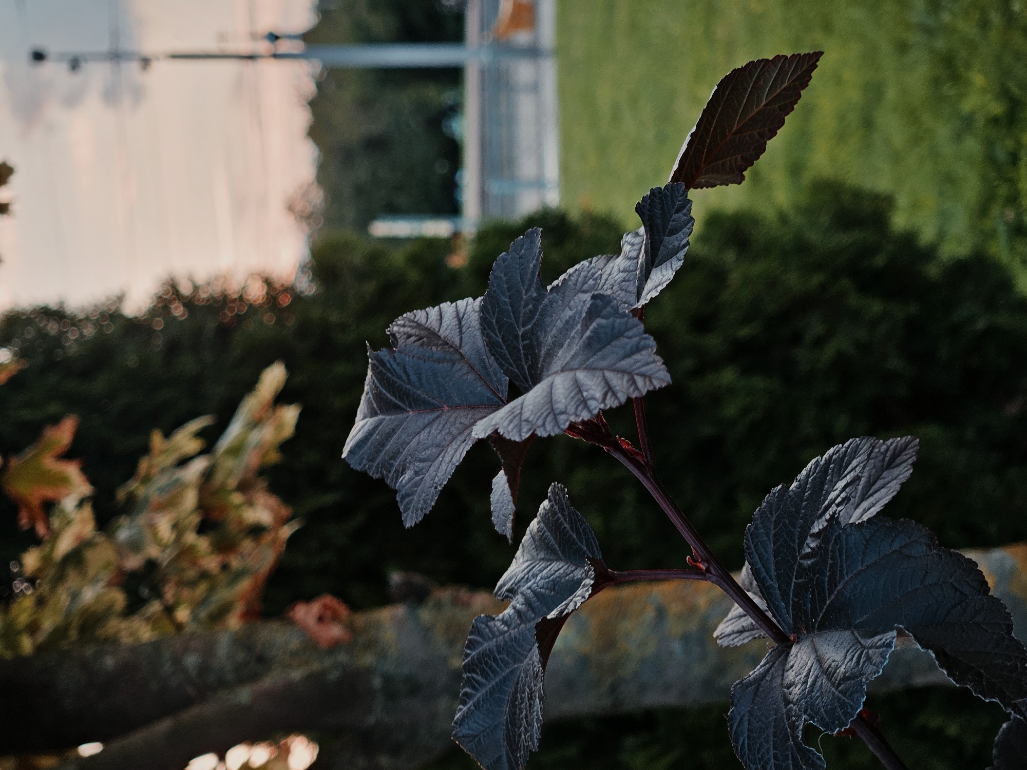 The image is a close-up photograph of dark purple leaves on a branch, with a blurred background. The leaves are detailed, showing their veining and serrated edges. In the background, a tree trunk is visible to the left, and dark green foliage fills the mid-ground. The far background is out of focus, showing a sky with soft pastel colors suggesting sunset or sunrise, a lamppost, and a patch of green grass. The overall lighting is soft, with a warm hue from the sky reflecting on the leaves. There are no people or specific landmarks that would place this image in Kaliningrad, Russia. The scene appears to be a park or garden setting.