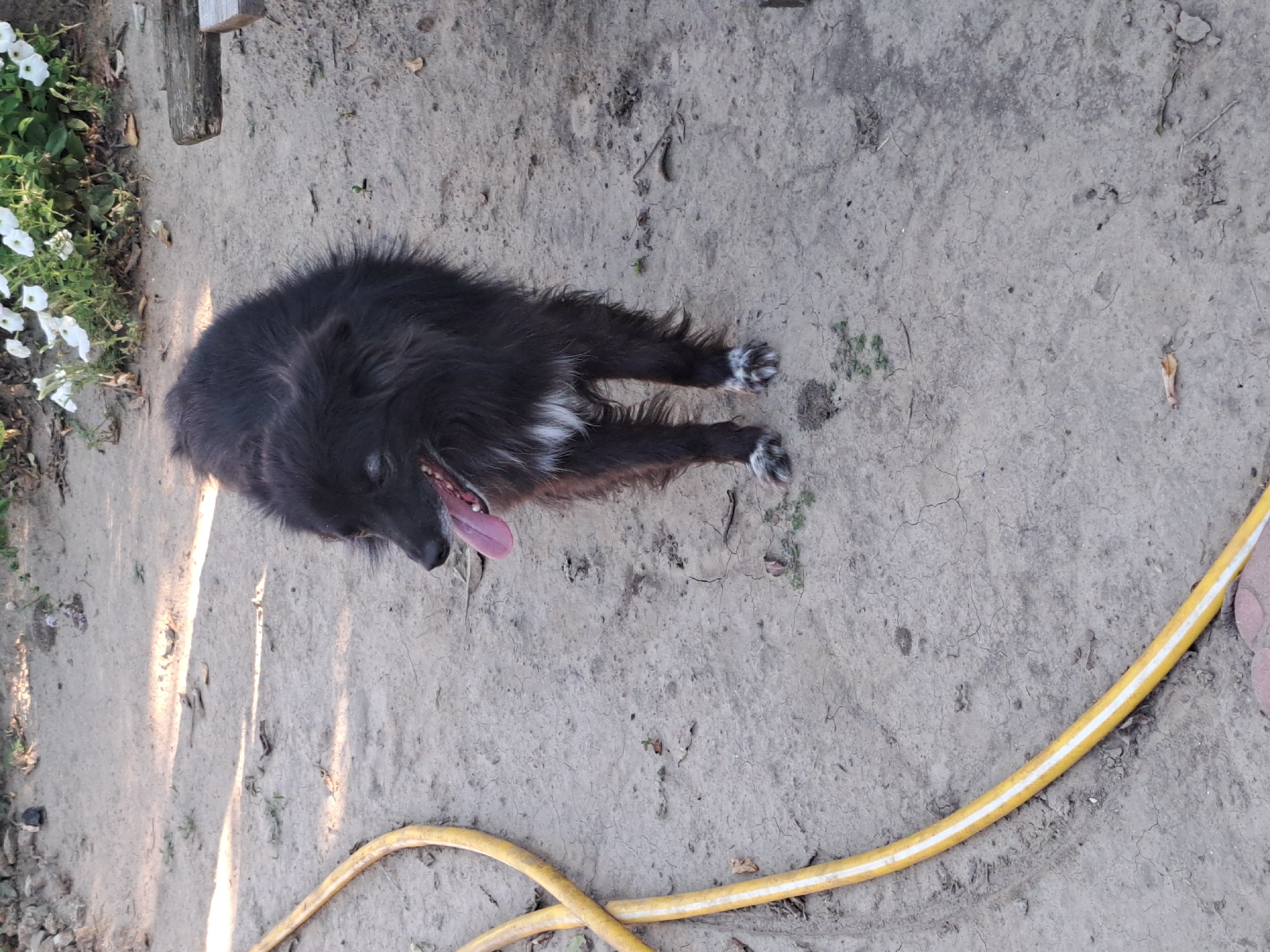 A medium-shot, eye-level outdoor photo shows a medium-sized, shaggy black dog with white markings on its chest and paws standing on dry, dusty ground. The dog is facing left with its mouth open and tongue hanging out, appearing to pant. Behind the dog, a yellow hose is coiled on the ground. In the upper right of the image, several white flowers are visible, and a piece of wood rests on the ground. The background consists of dry soil, small plants, and some scattered debris. The scene appears to be a residential yard or open area in Vypasne, Ukraine.
