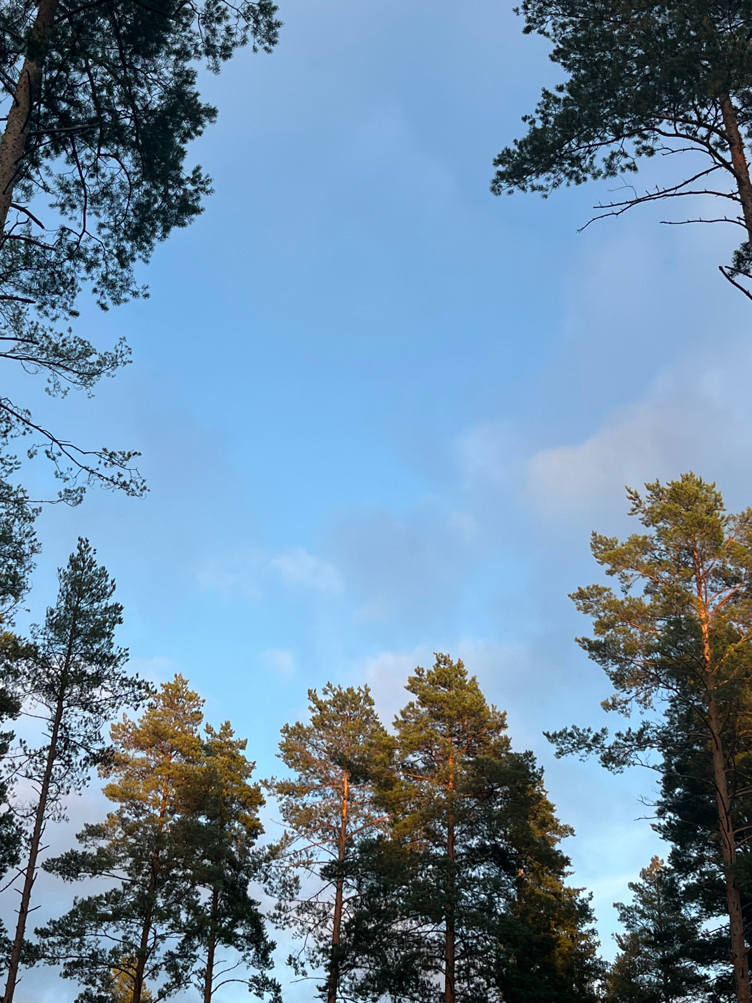 The image captures a skyward view through tall pine trees. The sky is a clear, pale blue, with some wispy white clouds visible. The tops and branches of several pine trees frame the sky, with their dark green needles contrasting against the lighter sky. The sunlight illuminates the upper portions of some trees, casting a warm, golden hue on their needles and trunks. The scene appears to be an outdoor natural environment, likely a forest or park, with no people or man-made structures directly visible. The lighting suggests it is either early morning or late afternoon. The image was taken in Unknown, Russia.
