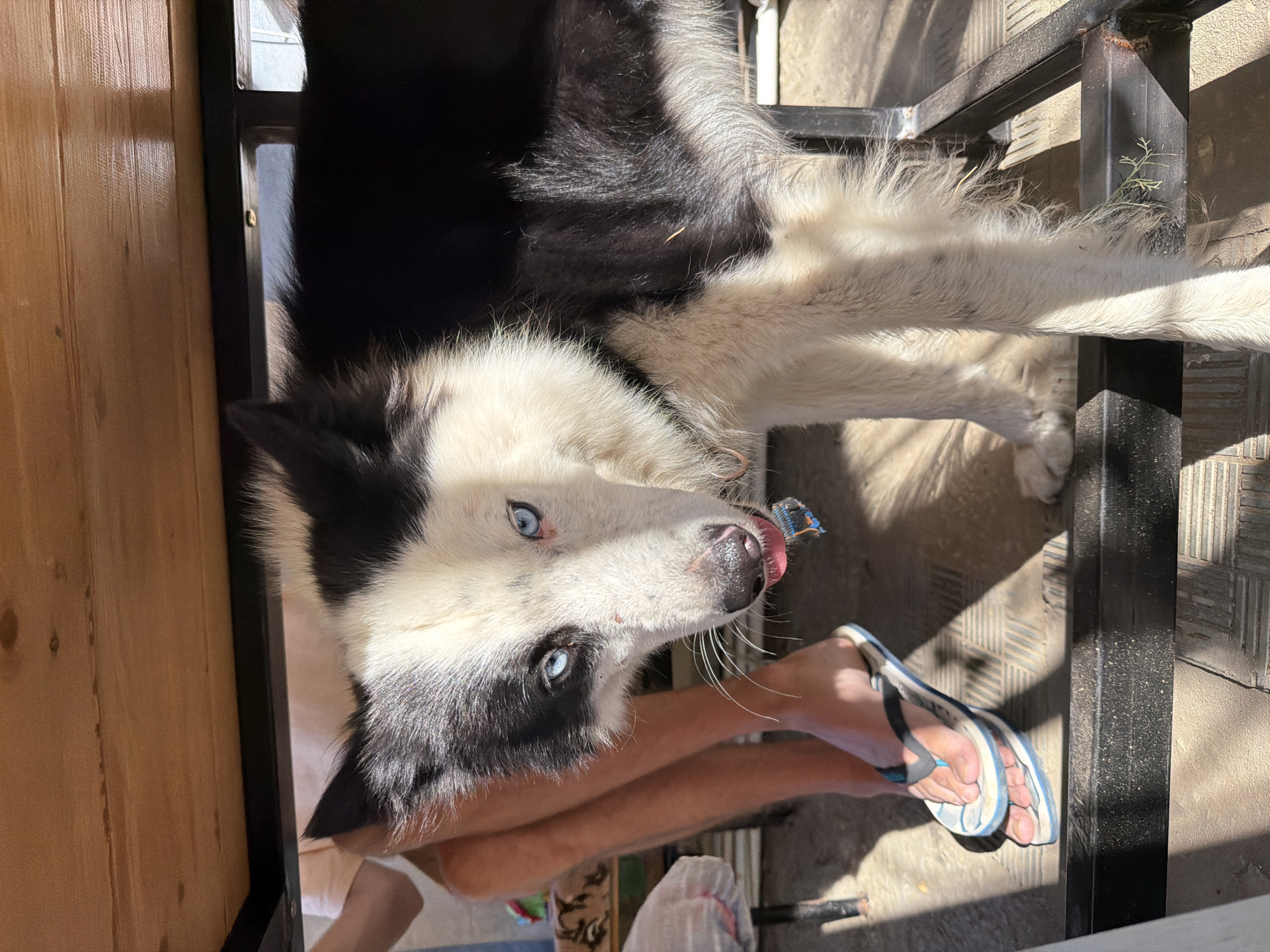 A black and white husky dog with striking blue eyes is positioned underneath a wooden table. Sunlight casts shadows on the ground, which appears to be a paved or tiled outdoor area. A person's legs are visible to the left of the dog, wearing flip-flops. The dog's head is tilted, and its tongue is slightly extended, suggesting it might be panting or about to lick its nose. The overall scene appears to be an informal outdoor setting, possibly a yard or patio. This image does not contain any specific indicators to determine its location in the city of Kamyshin, Russia.