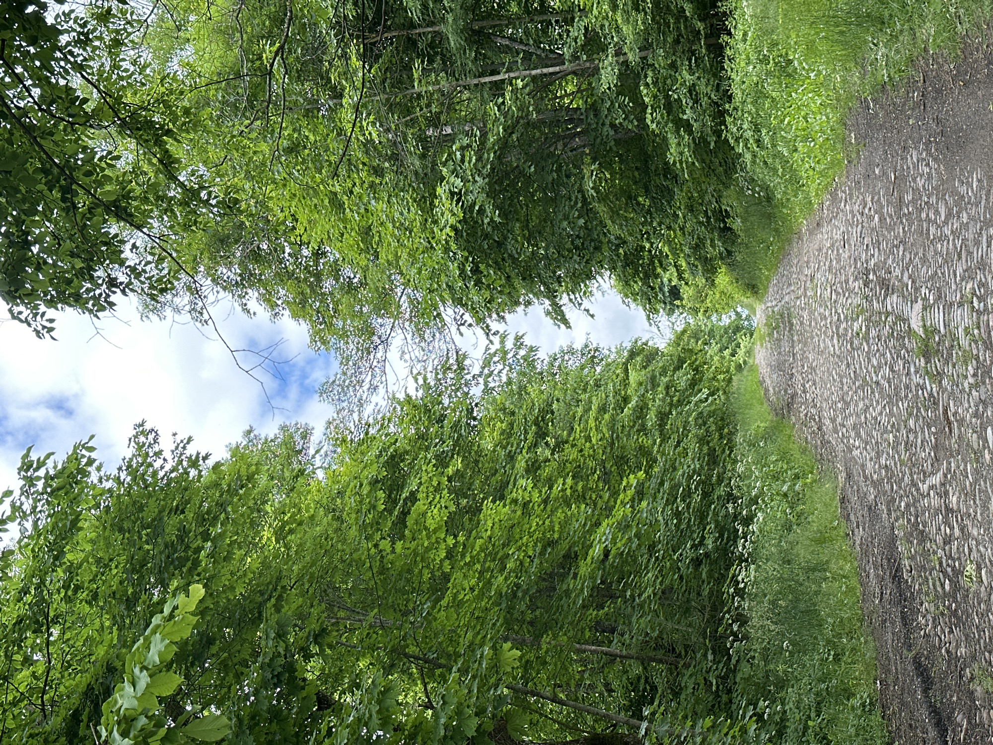 This image depicts a cobblestone road winding uphill through a dense forest. The road is bordered by lush green trees on both sides, creating a canopy overhead that partially obscures the bright, cloudy sky. Small white flowers are visible in the grass along the edges of the road. The scene appears to be a natural landscape, likely a path or trail, with no human presence or visible structures. The location is identified as Хаценчыцкі сельскі Савет, Belarus.
