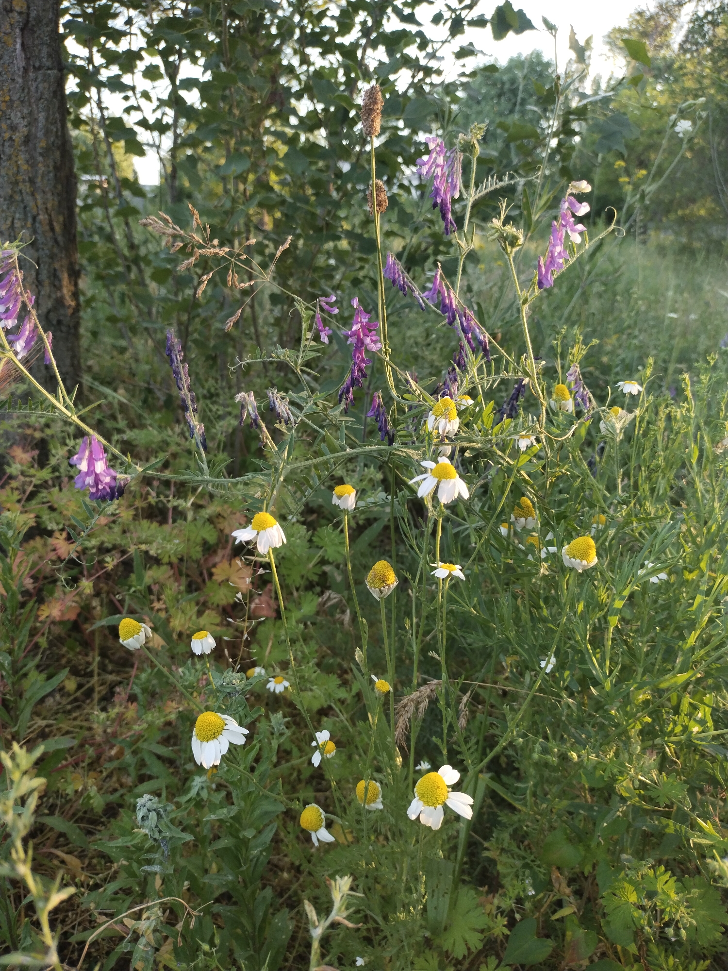 The image displays a natural outdoor scene in Horishni Plavni, Ukraine, characterized by dense vegetation under soft, warm light, likely during early morning or late afternoon. The foreground and midground feature a variety of wild plants. Prominently visible are numerous purple-flowered plants, identifiable as vetches (Vicia species), with their characteristic clustered, pea-like blossoms and tendrils. Scattered among these are several white-petaled, yellow-centered flowers, resembling chamomile (Matricaria chamomilla), many appearing to be in various stages of bloom or senescence, with some ray florets drooped or absent, exposing the conical yellow disc florets.
The vegetation includes various green grasses and herbaceous plants, some with dried seed heads. A thick tree trunk with textured bark is partially visible on the far left of the frame. The background consists of blurred green foliage, indicative of trees or shrubs, with brighter patches suggesting an open sky or distant lighter areas beyond the canopy. No people, animals, or distinct man-made structures are visible. The lighting casts soft shadows and highlights, particularly on the flowers and upper parts of the plants, creating a gentle illumination of the scene.