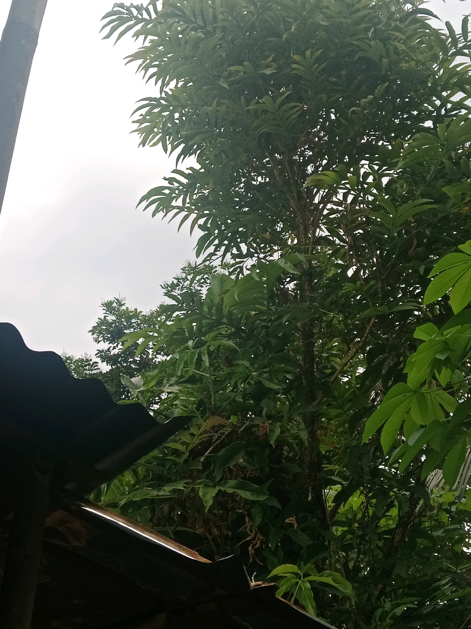 A vertical, medium-shot image captures a dense canopy of green foliage from a tree, reaching towards a cloudy, bright sky. In the bottom left corner, a dark, corrugated metal roof of a structure is visible, partially obscuring the view of the tree. The tree itself is lush and full, with numerous branches and leaves that create a textured pattern against the sky. The overall lighting suggests an overcast day, with diffused light illuminating the scene. The location is specified as Kramat, Indonesia. There are no people or animals present in the frame, and no specific actions or interactions are depicted. The image focuses solely on the natural elements and the man-made roof structure.