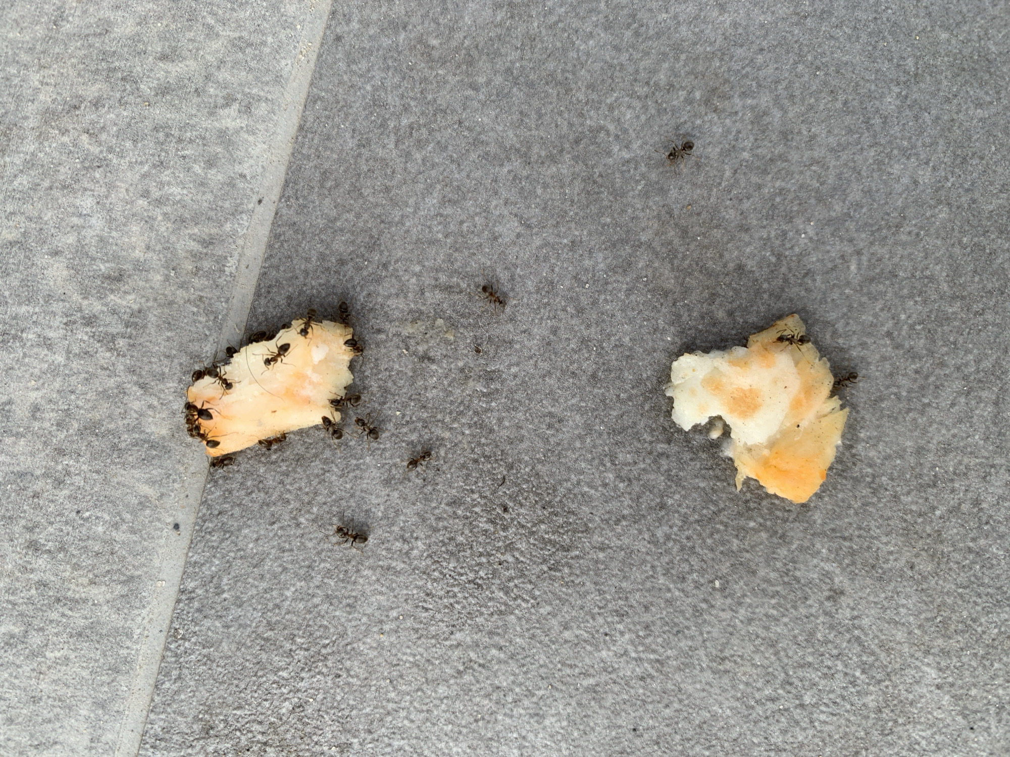 The image shows two small pieces of food, likely bread, on a textured gray surface, possibly a sidewalk or patio. Numerous ants are gathered on and around the food items, indicating they are feeding. One piece of food is located in the upper portion of the image, and the second piece is in the lower portion. Several ants are also scattered across the gray surface between the two food items. The lighting suggests it is daytime. There is no indication of the city of Megion, Russia in the image.