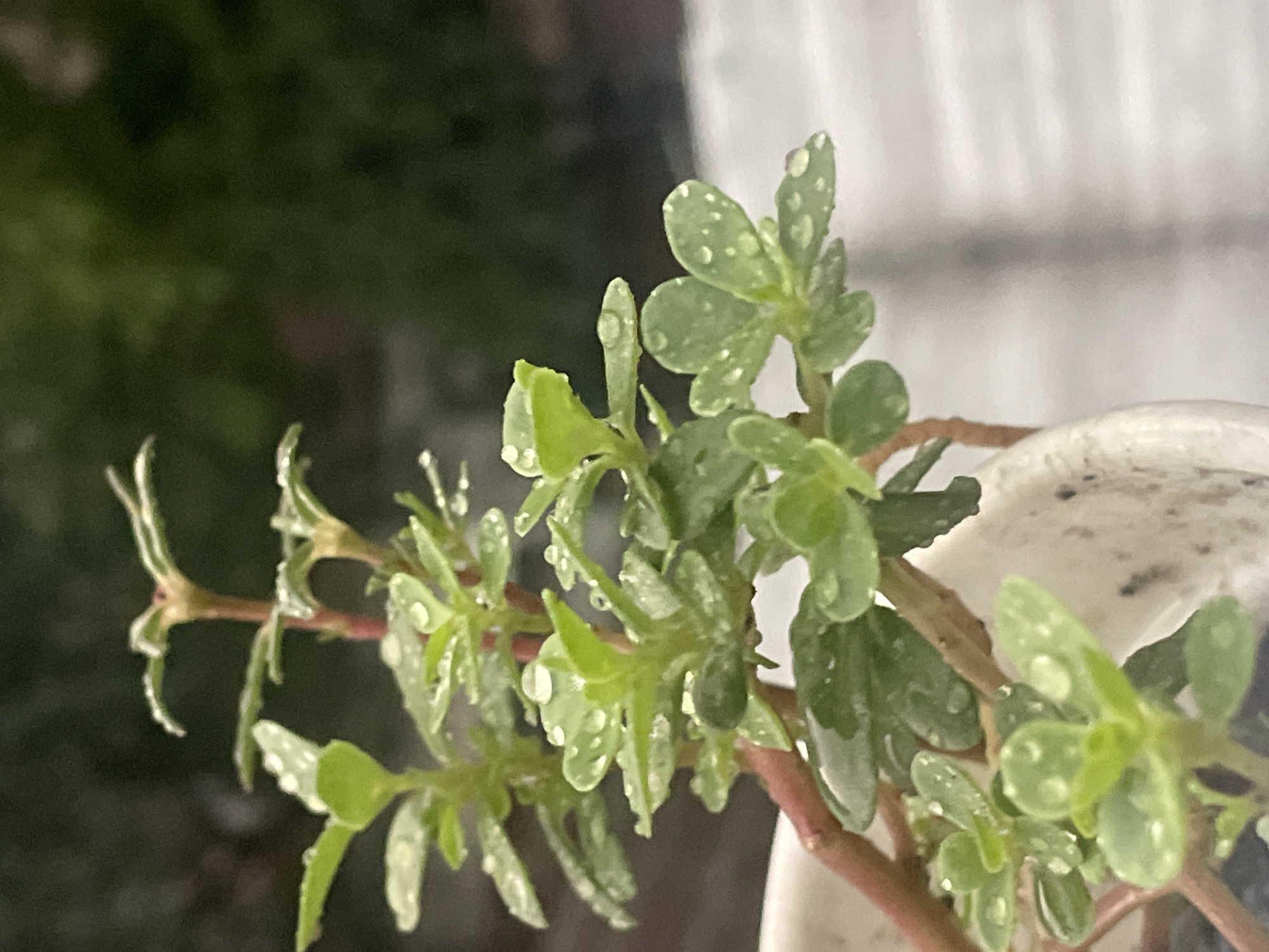 A close-up photograph shows a light green plant with rounded leaves covered in droplets of water. The plant has reddish-brown stems and is situated next to a white, possibly ceramic, object. The background is out of focus, showing a dark green area and a lighter, blurry section, potentially suggesting an outdoor environment. There are no people visible. Based on the prompt that the location is Dhaka, Bangladesh, the image likely depicts a potted plant or greenery outdoors in a residential or urban setting of the city.