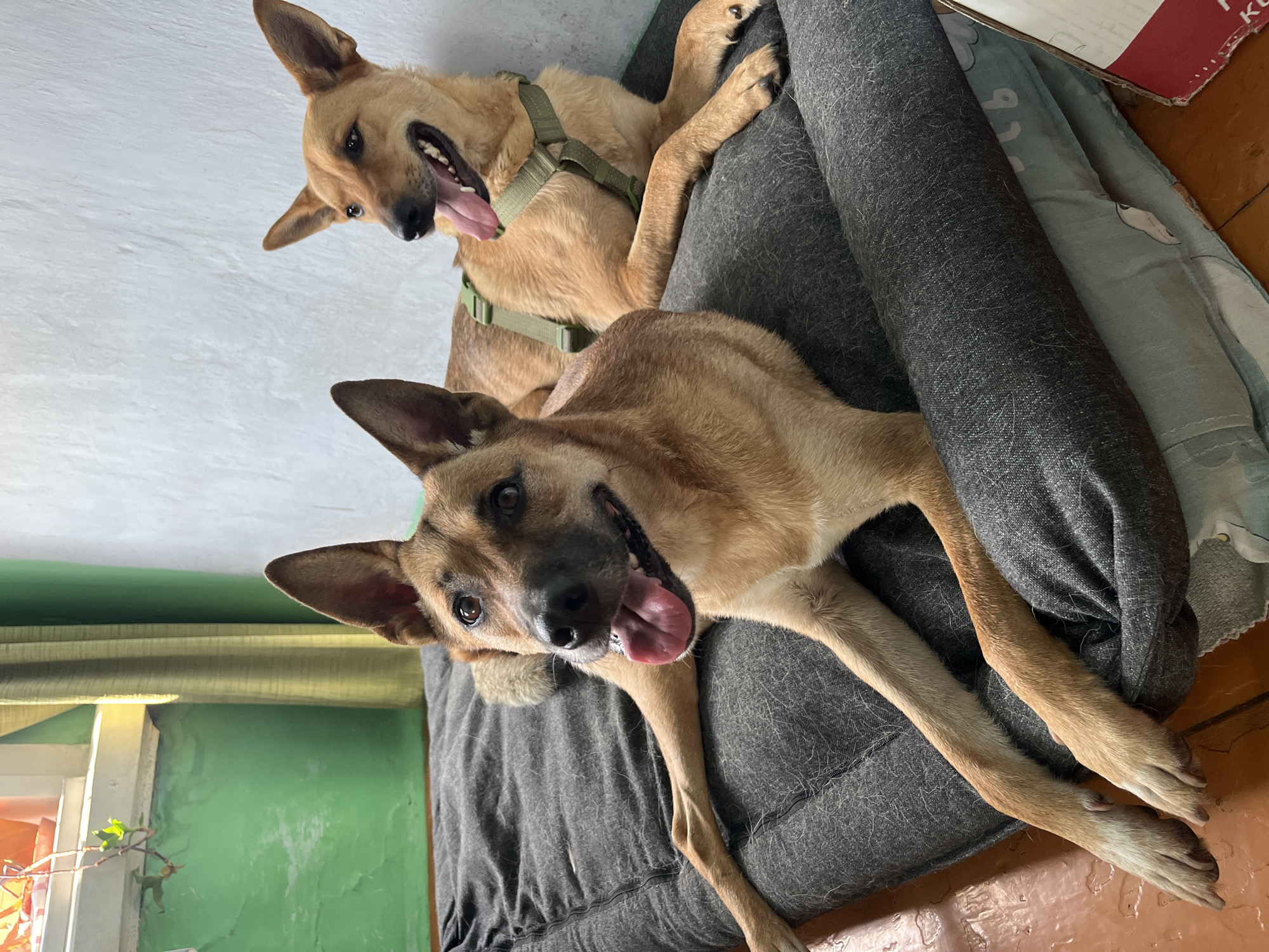 Two medium-sized tan dogs are lying on a large, dark gray dog bed. The dog in the foreground is on its side, facing the camera, with its mouth open and tongue hanging out. Its front paws are extended. The dog in the background is lying down, also facing to the left, with its mouth open and tongue visible. It is wearing a green harness. The dog bed is on a wooden floor. Behind the dog bed, the wall is painted white on the right and a greenish color on the left. A window with a plant on the sill is visible in the upper left corner, with a green curtain to its right. The image appears to have been taken indoors. There is no information in the image to suggest a location in Nizhny Tagil, Russia.