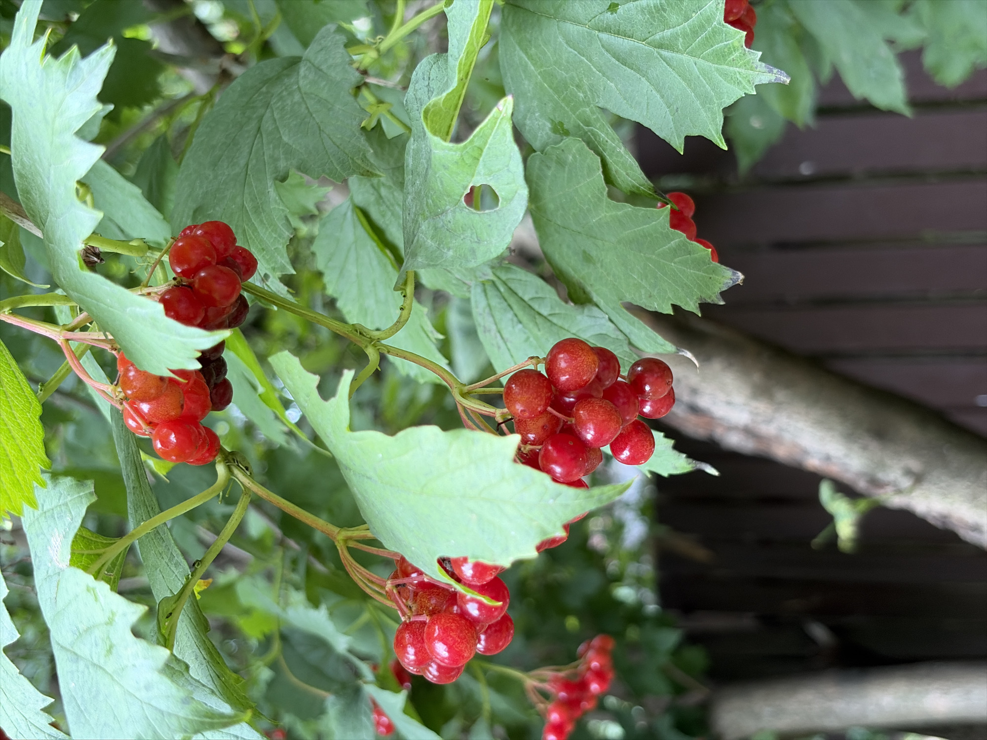 The image depicts a close-up view of branches laden with clusters of bright red berries and lush green leaves. The berries are small, round, and glossy, with some appearing slightly translucent, indicating ripeness. They are attached to thin, reddish stems that branch out from thicker, woody stems. The leaves are broad and serrated along the edges, with visible veins. Some leaves have small holes or imperfections. The background is a mix of soft-focus greenery and a dark, out-of-focus wooden fence, suggesting an outdoor setting, likely a garden or natural area. The lighting suggests it is daytime, with some shadows present, and the overall impression is one of natural growth and abundance. The image was taken in Balashikha, Russia.