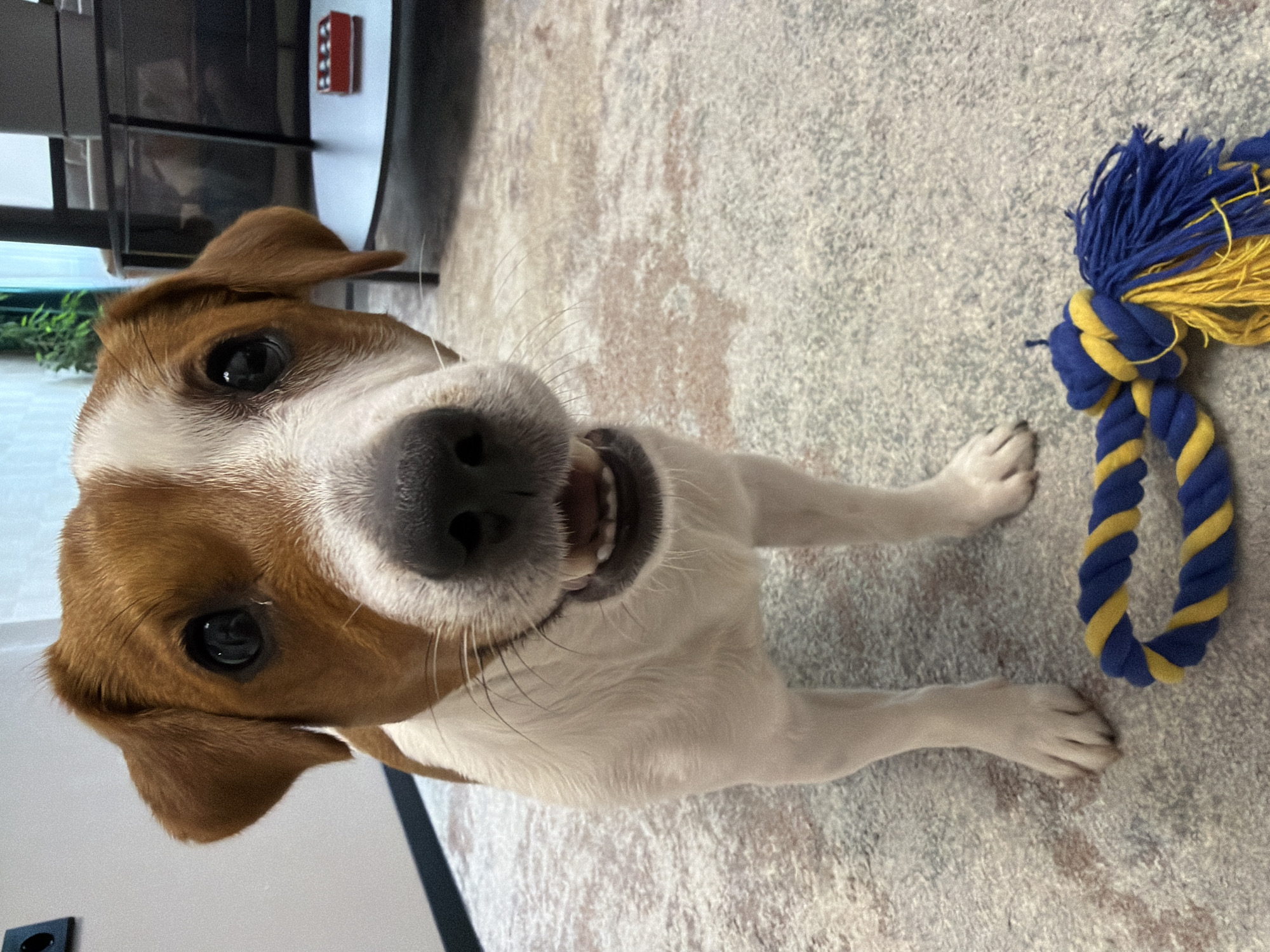 A Jack Russell Terrier stands on a patterned carpet, looking at the camera with its mouth open. The dog has brown and white markings. In the foreground, a blue and yellow rope toy lies on the carpet. In the background, a modern glass-top table with a red box on it is visible. The environment appears to be an indoor setting.