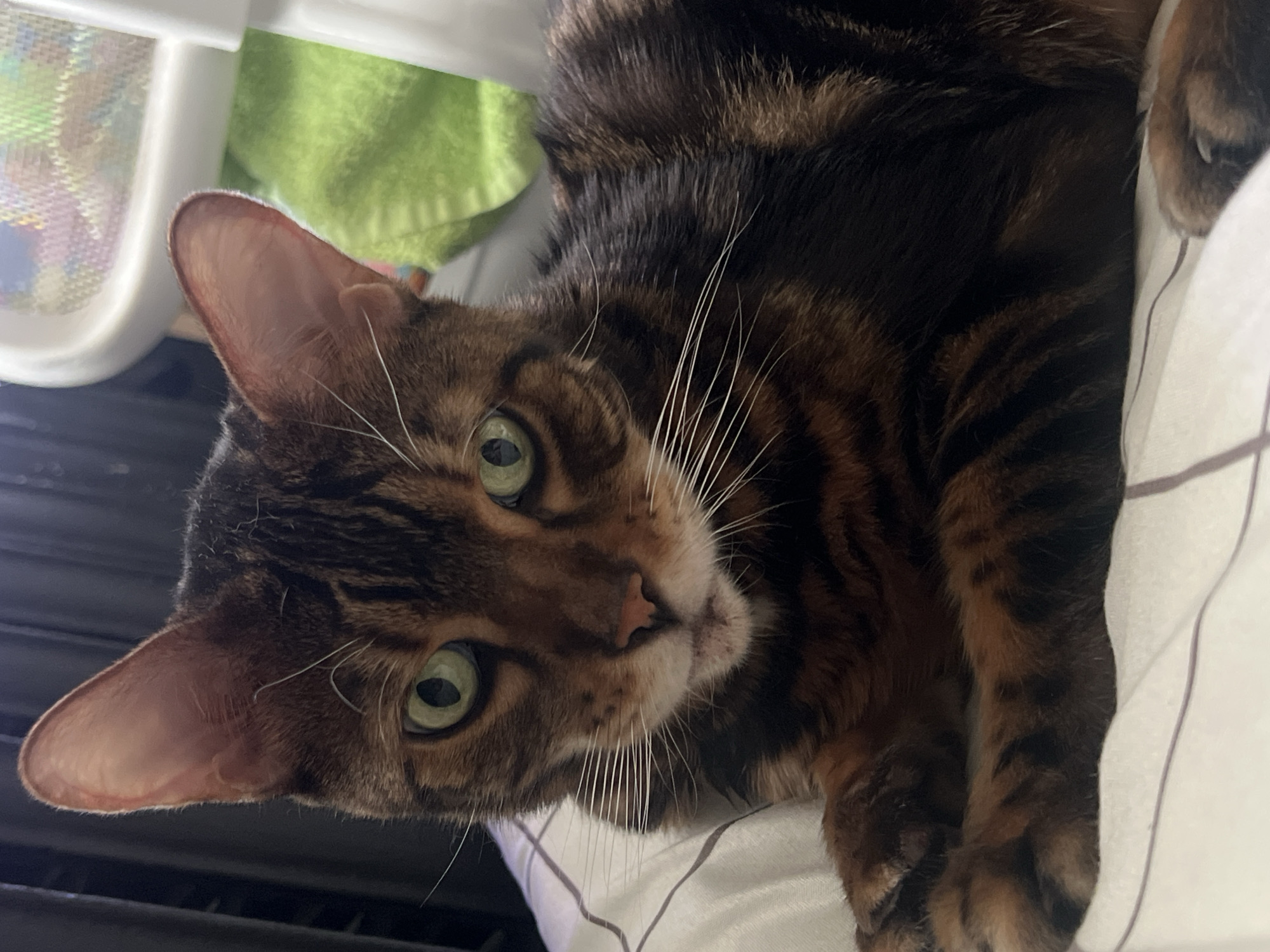 The image shows a close-up portrait of a brown tabby cat with green eyes. The cat is lying down on a white and gray striped surface, possibly a bed or sofa. The cat's fur has a distinct spotted and striped pattern. Its ears are pointed and alert, and its whiskers are long and white. The background is blurred, but appears to be indoors with some objects visible, including a green blanket and part of a white object that might be a baby swing. There is no identifiable information to suggest the location is in Surgut, Russia.