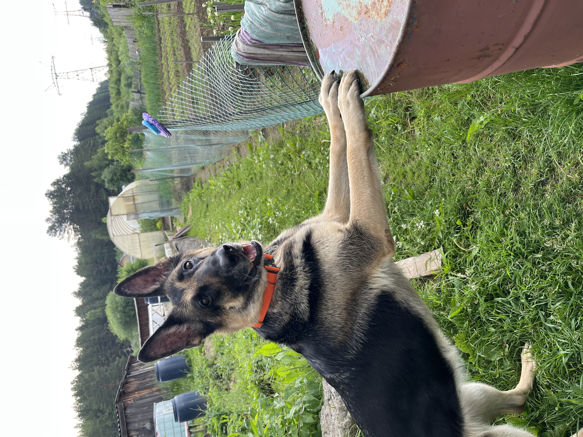 A German Shepherd dog is standing on its hind legs, with its front paws resting on a rusty metal barrel filled with water. The dog is wearing an orange collar. The setting appears to be a rural or semi-rural area, possibly a backyard or garden. In the background, there are trees, a greenhouse, several large plastic barrels, and a chain-link fence. In the far background, power lines and towers are visible. The scene suggests a warm, possibly summer day with green vegetation. The dog is looking towards the camera with its mouth open. This image was taken in Nizhny Tagil, Russia.