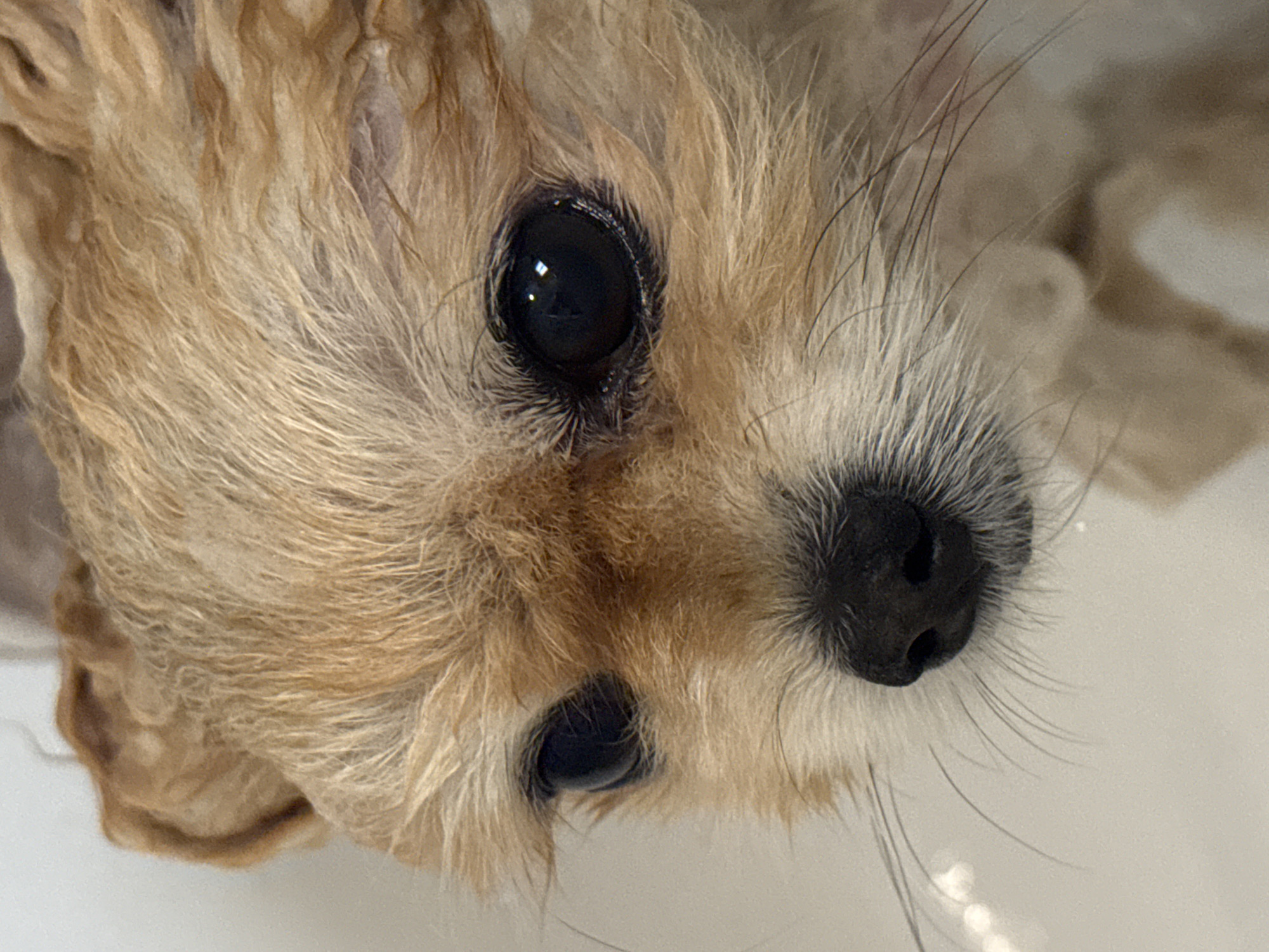 The image shows a close-up of a small, wet, light-brown dog's face. The dog has dark, round eyes with visible reflections. Its nose is black and shiny, with several prominent whiskers. The dog's fur appears damp and matted. There is no information about location.