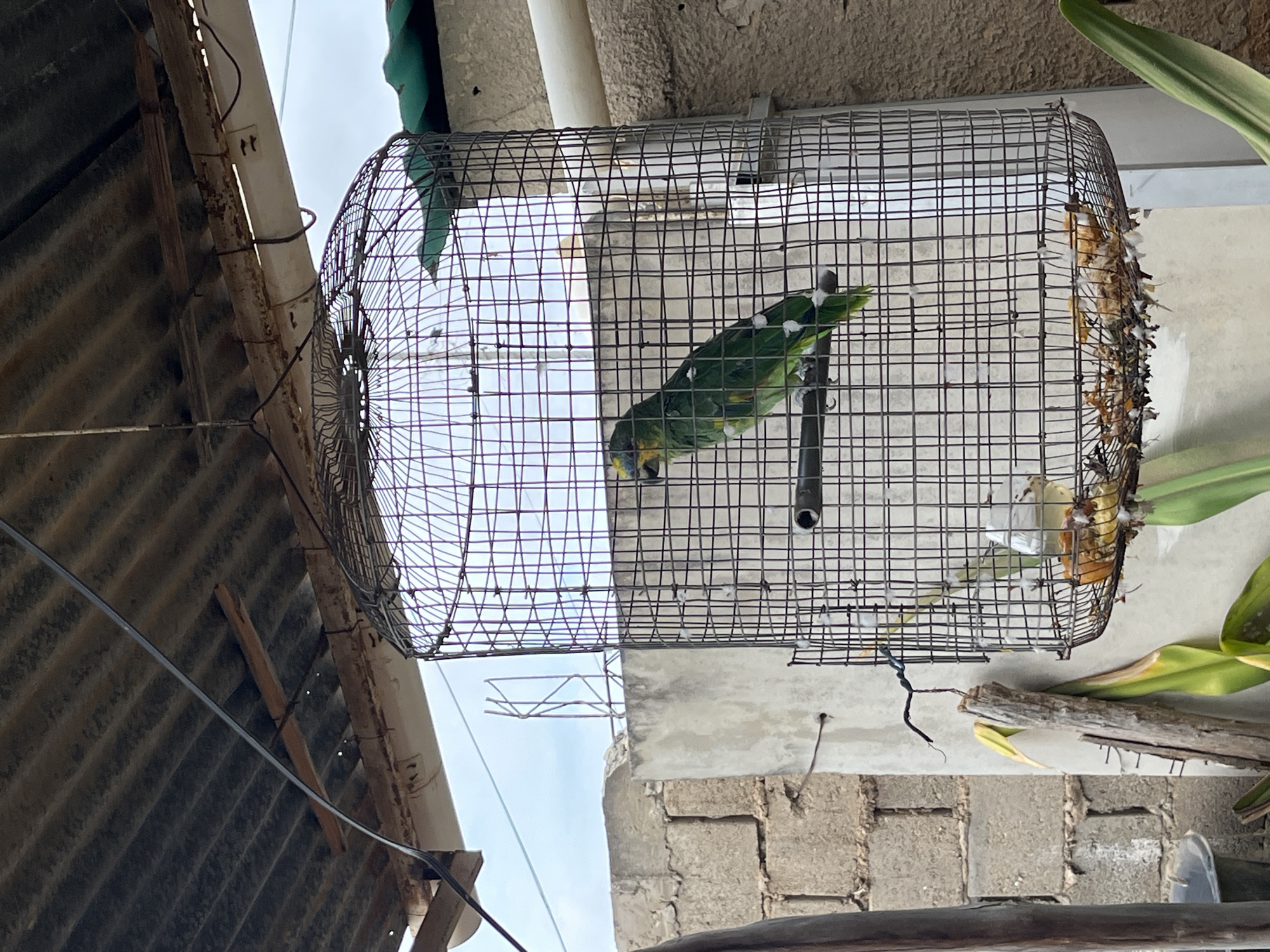 A green parrot with yellow markings on its head is perched inside a wire birdcage outdoors. The cage is suspended from a corrugated metal roof. The background consists of a concrete block wall and a pale blue sky. Food scraps and feathers are visible at the bottom of the cage. The scene appears to be in a somewhat neglected outdoor area, possibly a yard or patio, with exposed pipes and wooden structures visible. The image provides a close-up view of the parrot and its enclosure, with the surrounding environment providing context.
