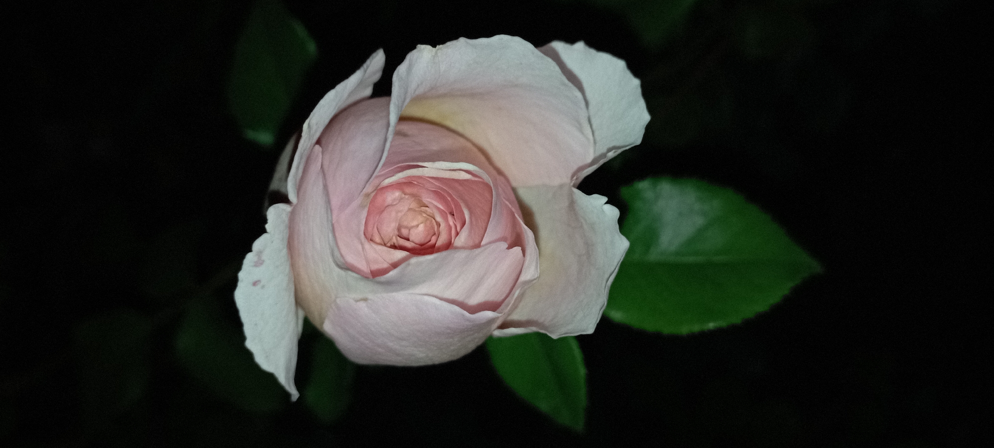 A close-up, low-angle vertical shot focuses on a light pink rosebud, with delicate petals unfurling to reveal the tightly wound center. The rose is set against a dark, out-of-focus background that appears to be foliage and the night sky. A few dark green leaves are visible in the lower portion of the frame, providing a natural contrast to the soft pink of the rose. The lighting suggests it was taken at night or in a dimly lit environment, with the rose being the primary illuminated subject. There are no people or specific urban landmarks visible, nor any indications of the city of Radisne, Ukraine.