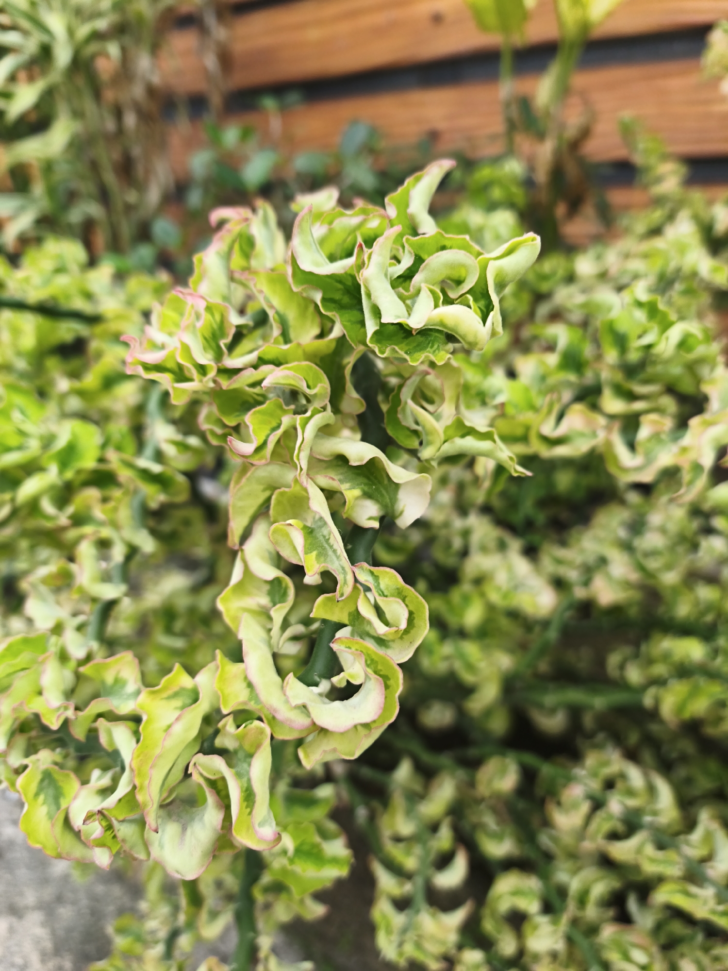 The image showcases a close-up of a plant with vibrant green and white variegated leaves that have wavy, ruffled edges, tinged with pink. The plant appears to be growing outdoors, with a blurred background that suggests a wooden structure, possibly a fence or wall, and other greenery. The foreground is dominated by the intricately textured leaves of the plant, which are sharply in focus. The lighting suggests it might be daytime, with natural light illuminating the scene. The image does not depict any people, animals, or specific urban features that would pinpoint its location in Bandar Lampung, Indonesia, beyond the general impression of an outdoor garden or decorative plant setting.